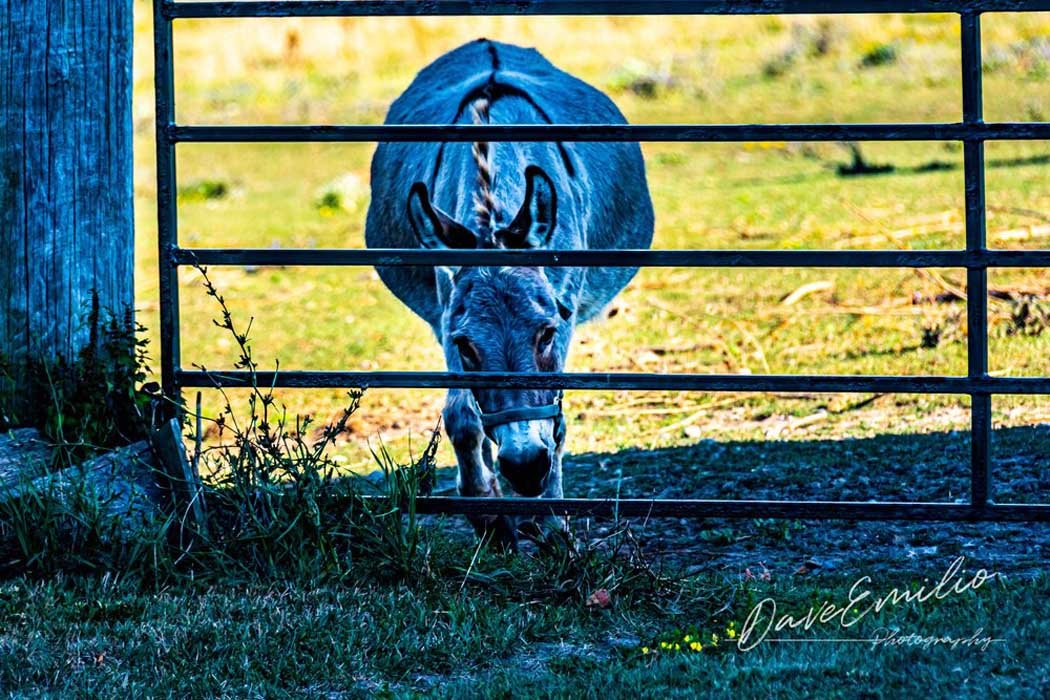 A donkey standing behind a metal fence in a grassy field during the daytime.
