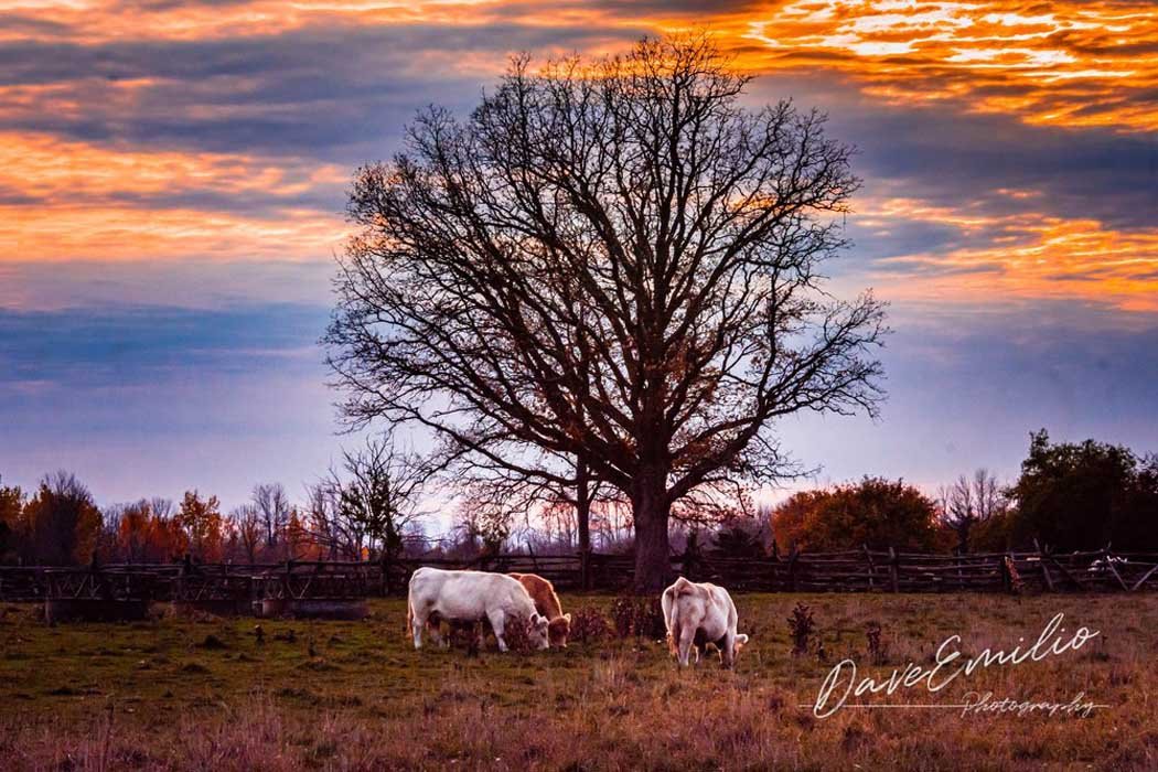 Cows grazing in a field with a large tree at sunset.