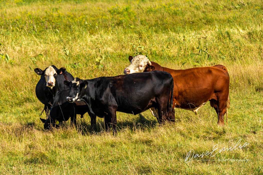 Four cows grazing in a grassy field.