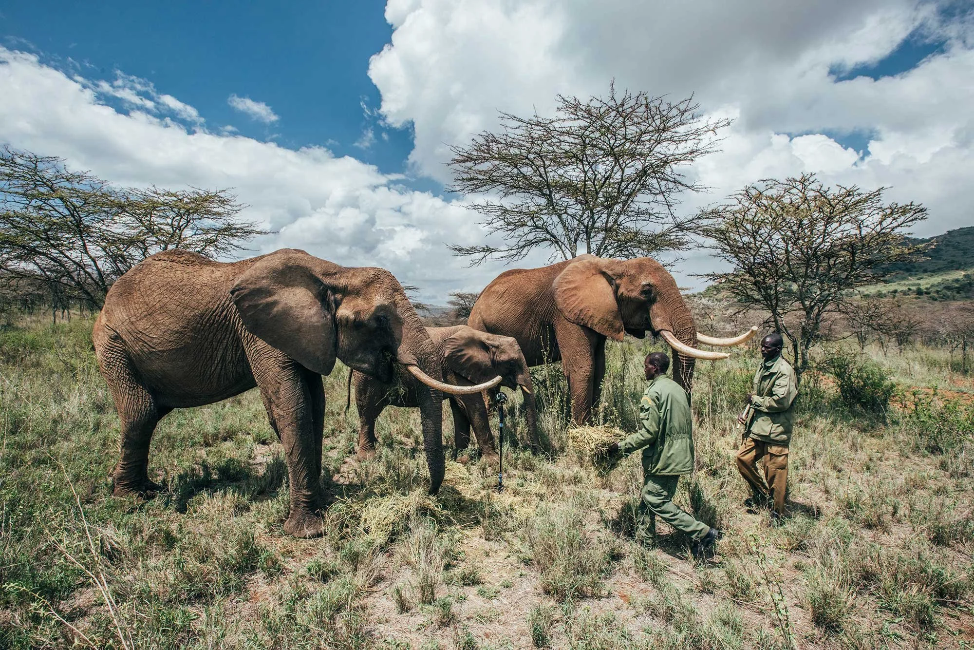 1-elephants.jpg
