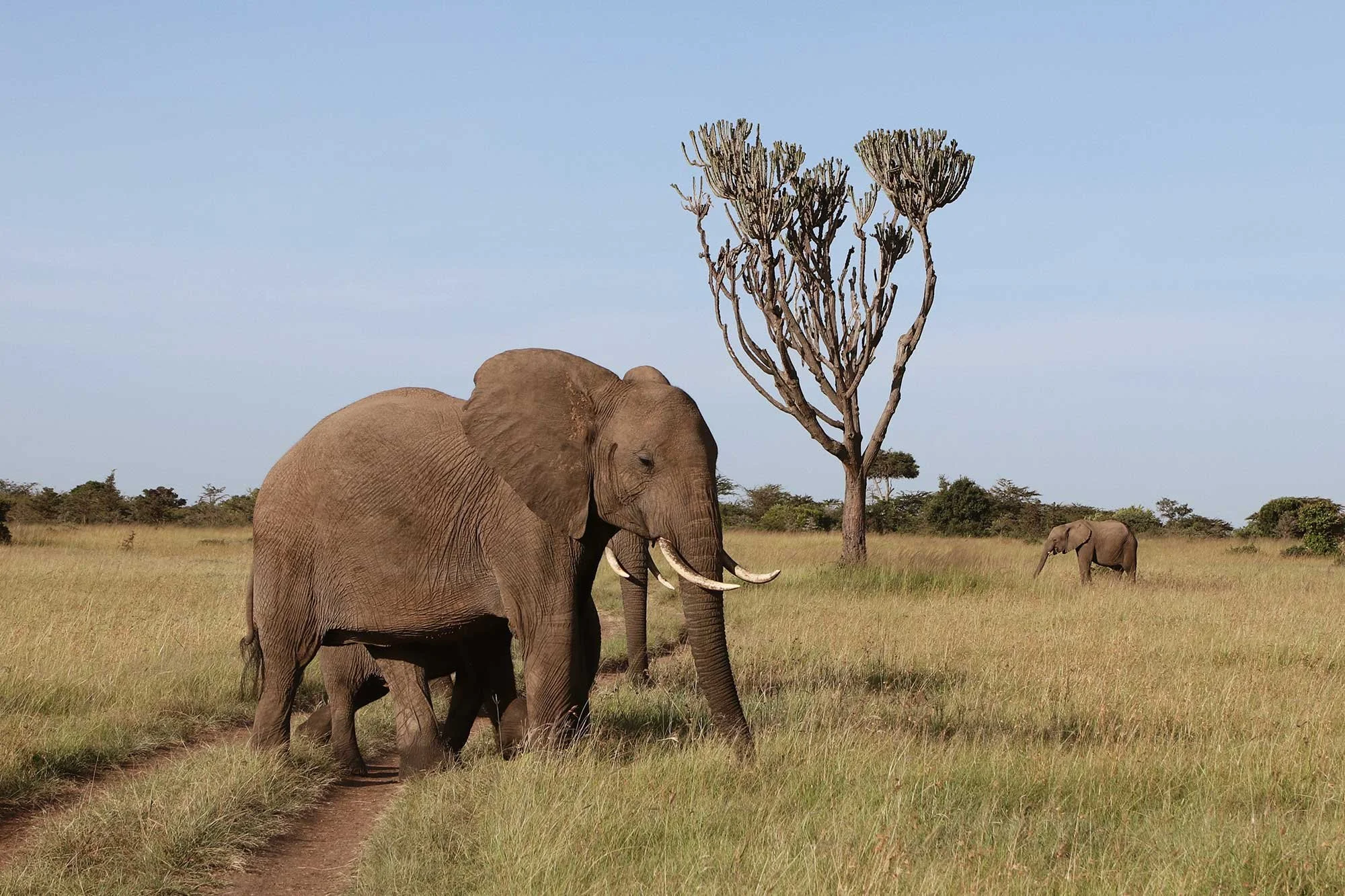 Cottars-Kenya-15.jpg