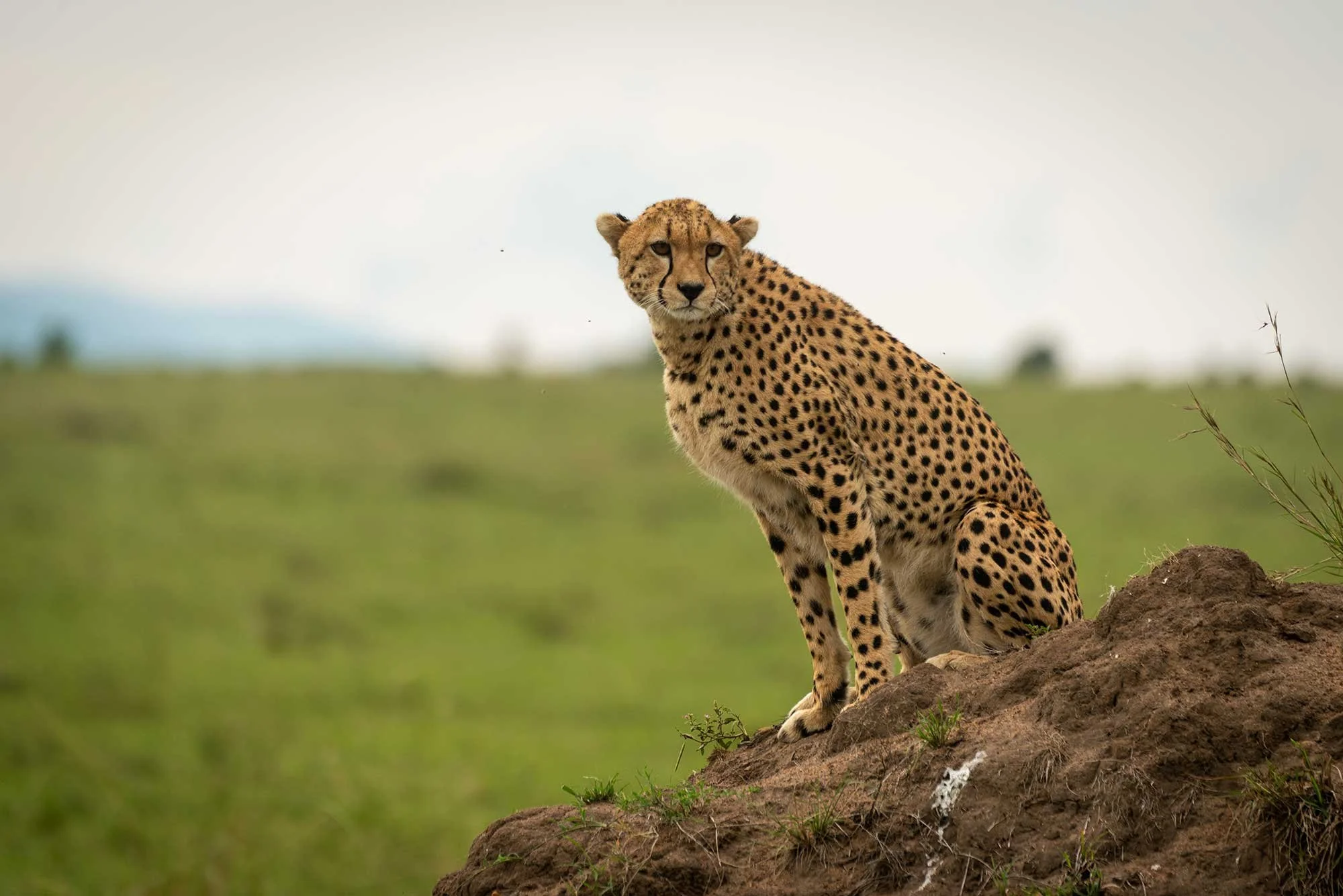 Female-cheetah-sits-on-mound-looking-round.jpg