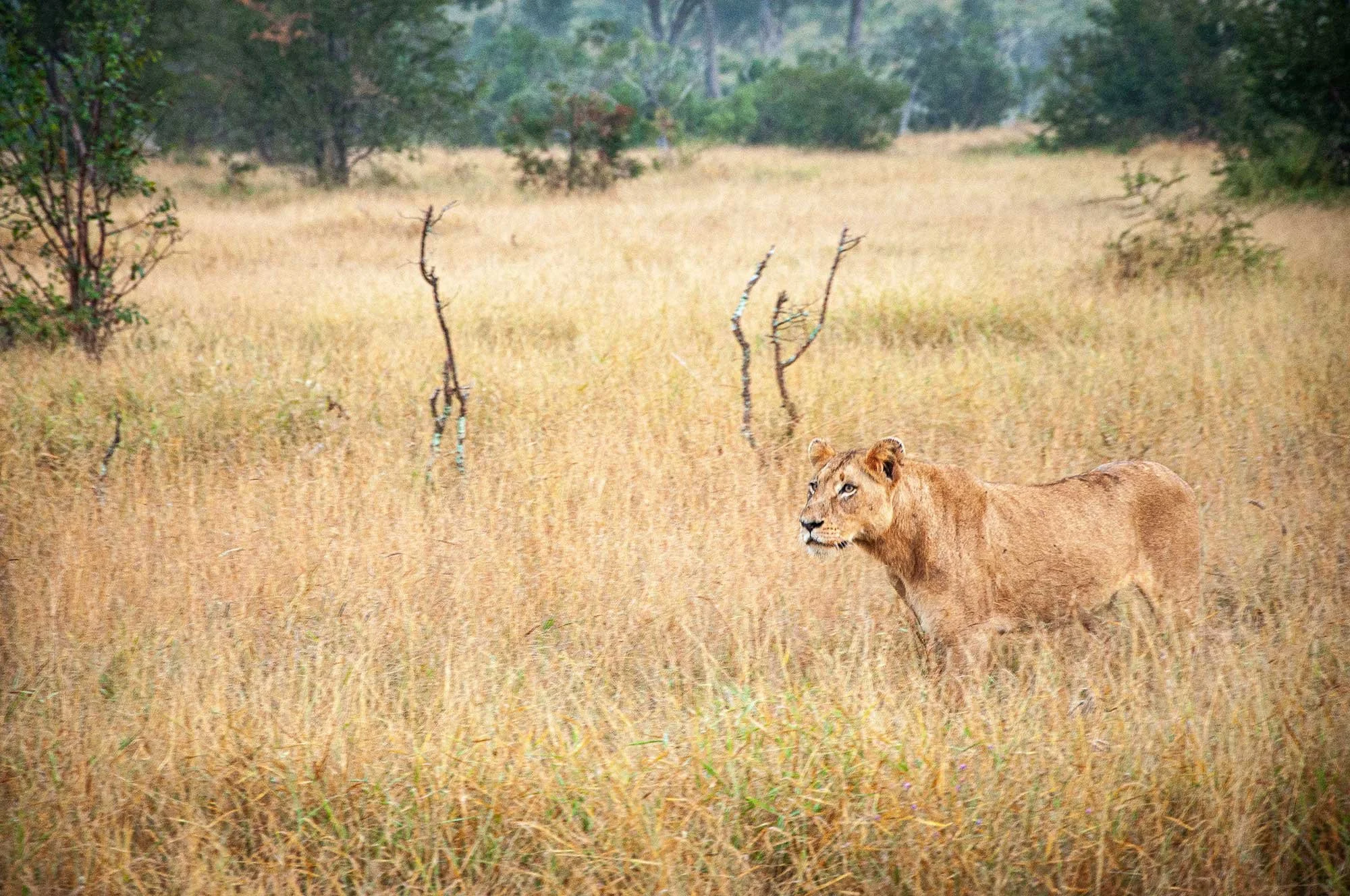 Sabi-Sand-(11).jpg