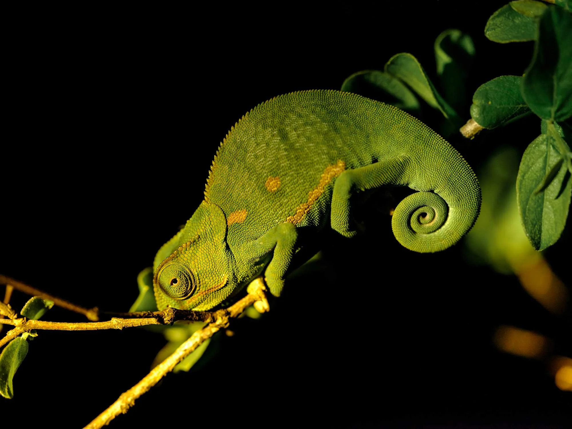 Sabi-Sand-(49).jpg