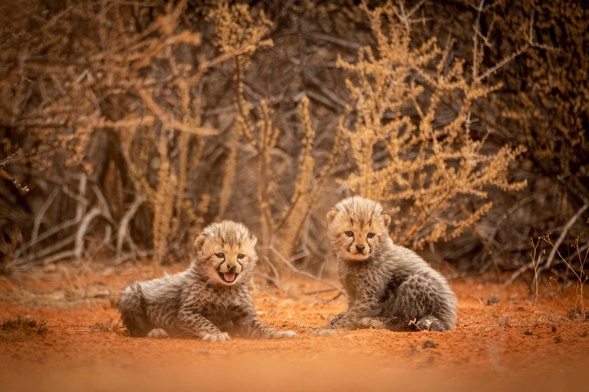 Mammal---Cheetah.jpg
