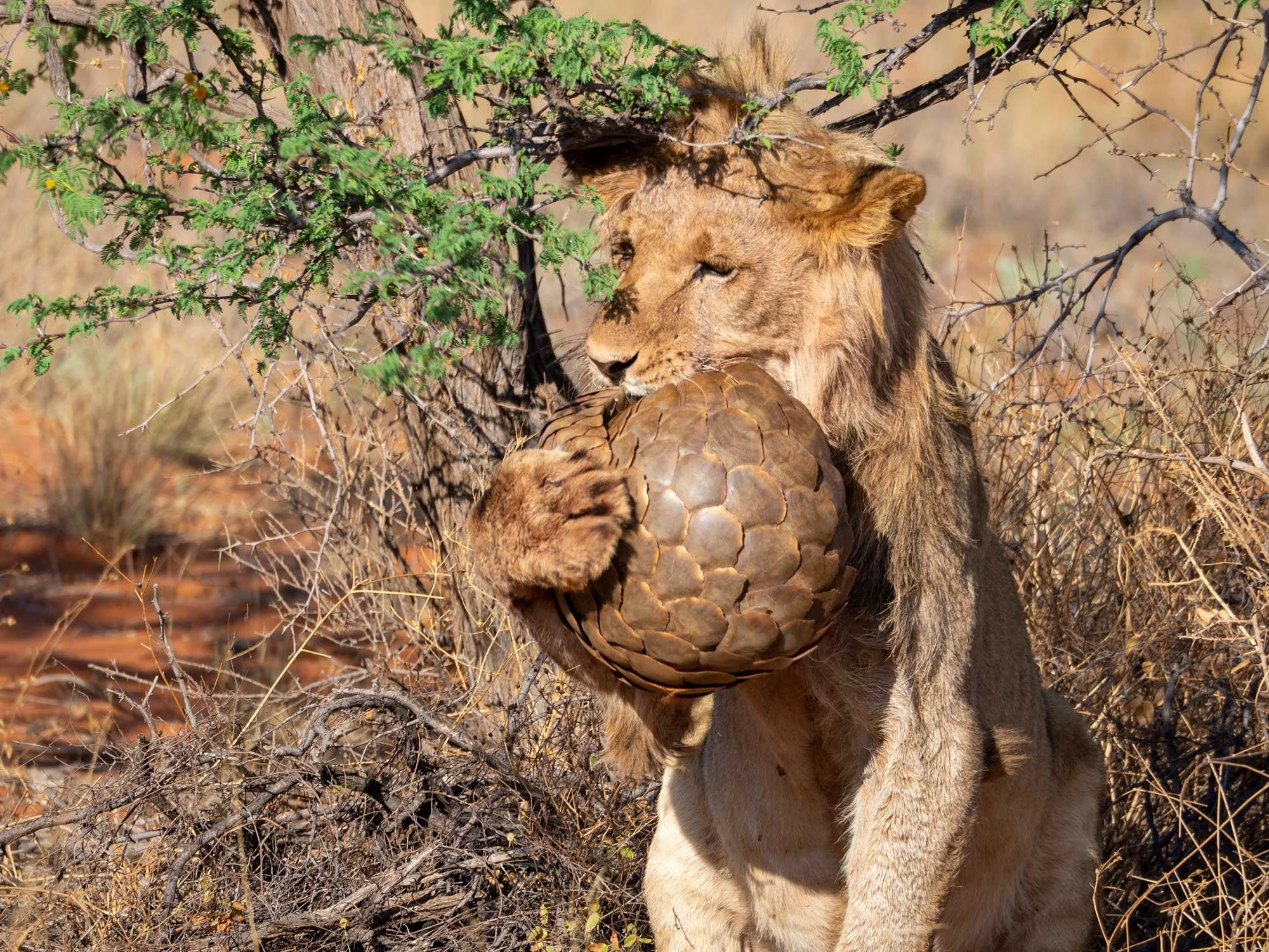Mammal---Lion-&-Pangolin.jpg