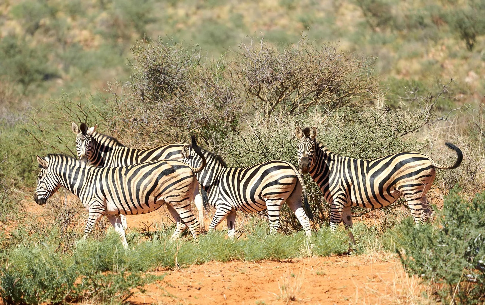 Mammal---Zebra.jpg