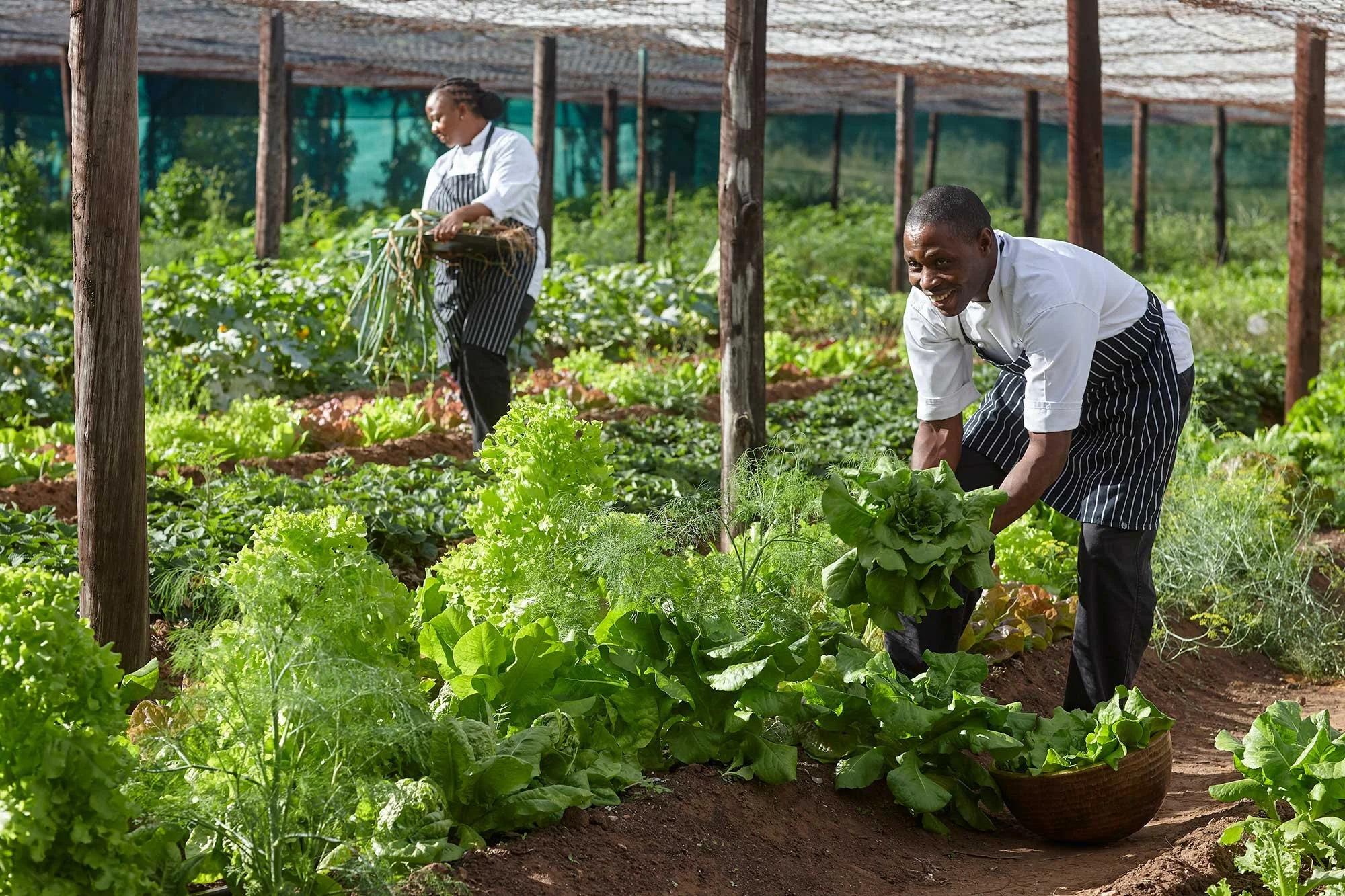 PAMU-VEGETABLE-PICKERS.jpg
