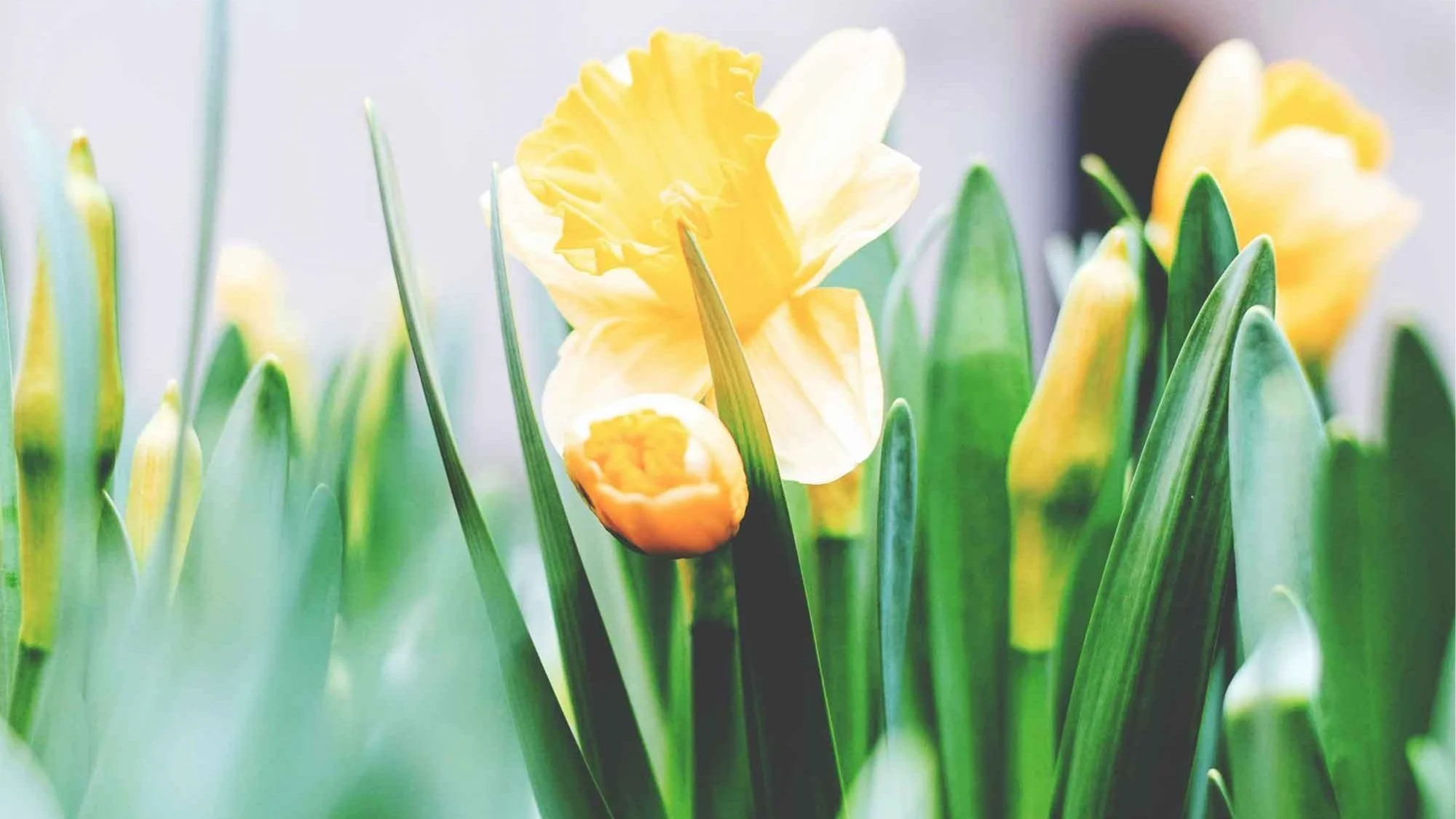 NYC Party Planning Guide: Passover & Easter Edition