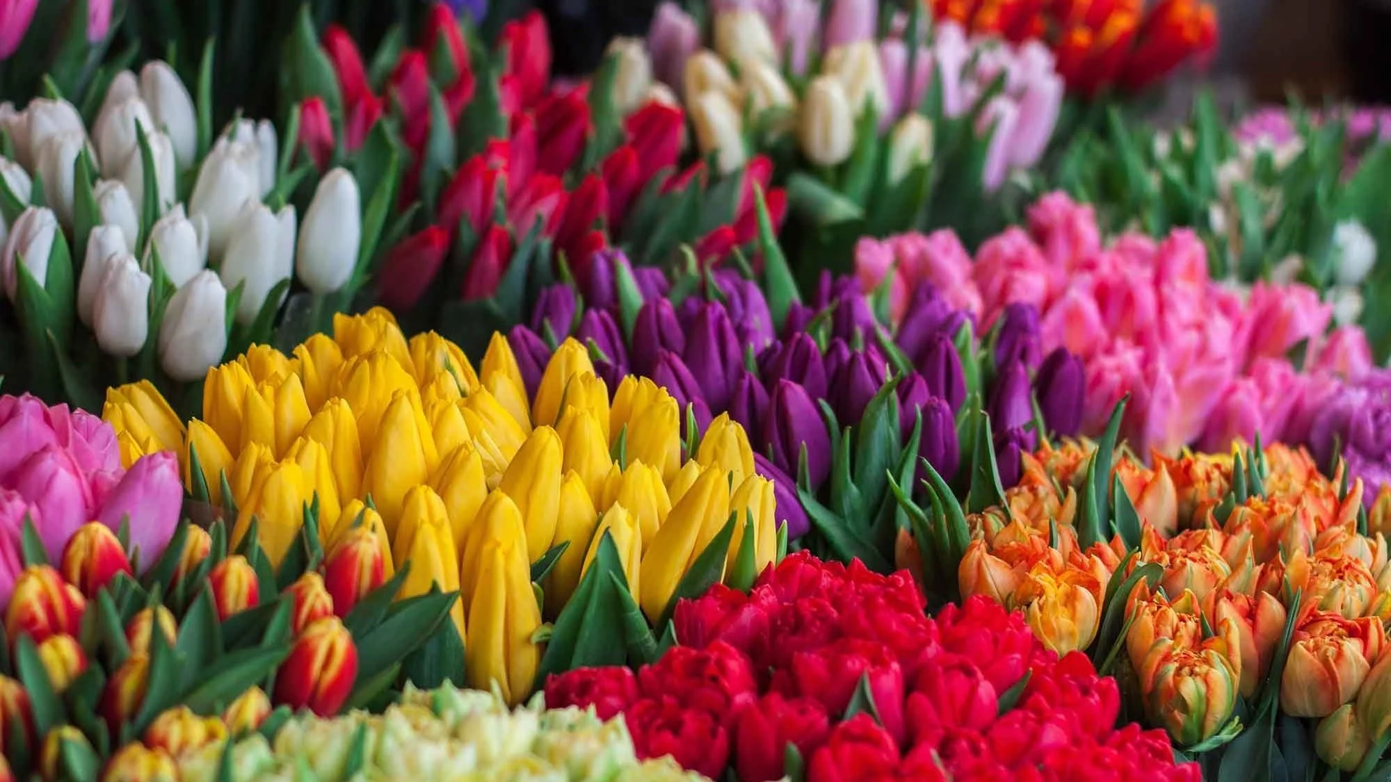 Mother’s Day Gift Guide 2023