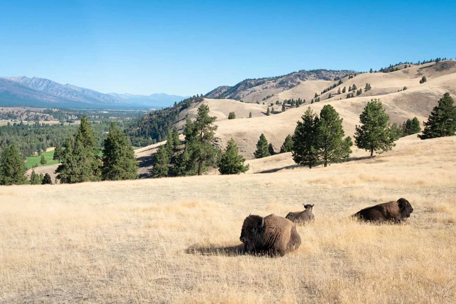 Triple-Creek-Ranch-.jpg