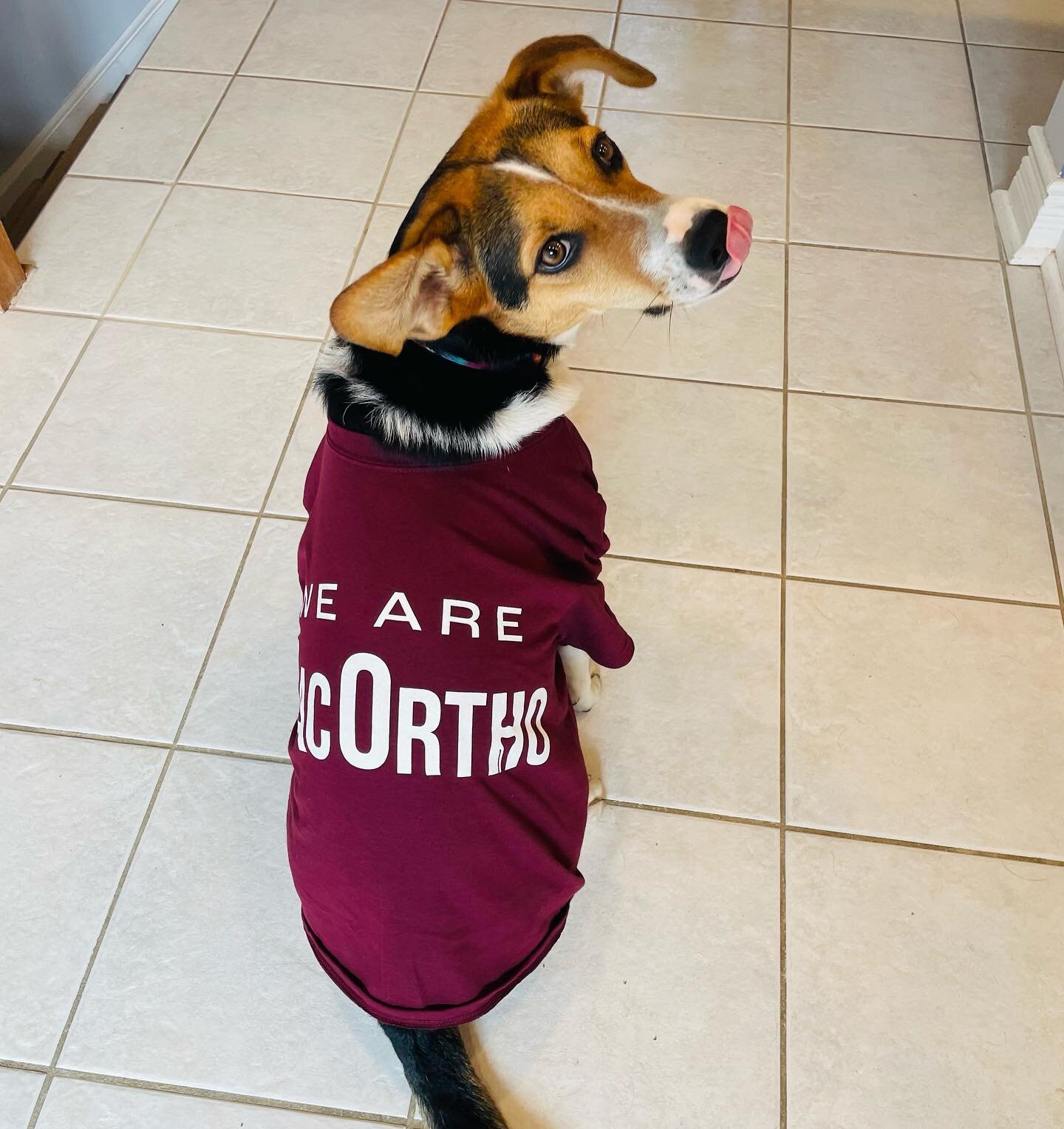 How will you wear your #MacOrtho? Show off your #WeAreMacOrtho gear just like Dragon.  Contact @macortho_ to get yours.  #orthopedicsurgery #surgery #mcmasteruniversity thanks to @teamheadquarters for the merch!