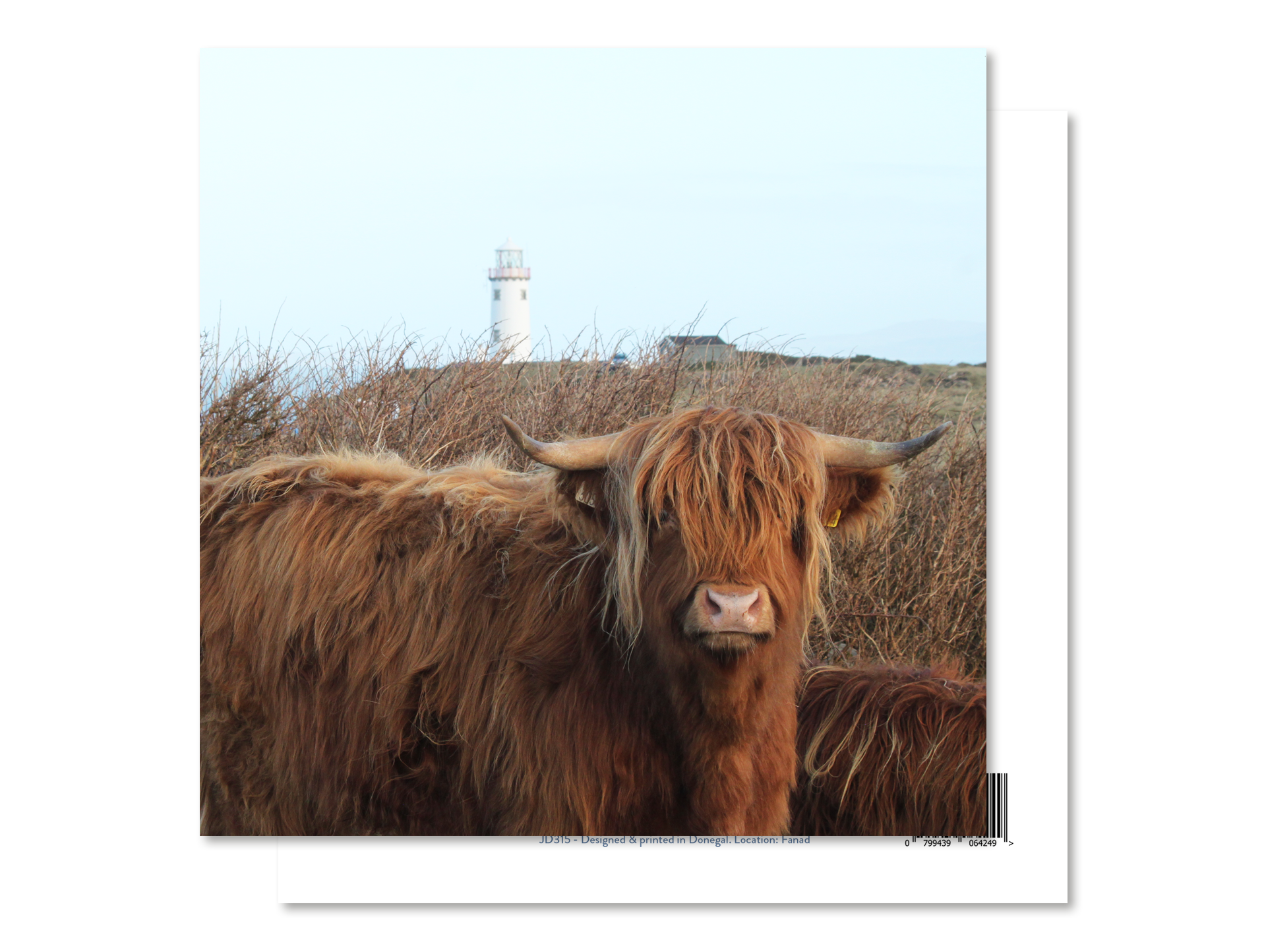 Highland Cow - Fanad Head Lighthouse