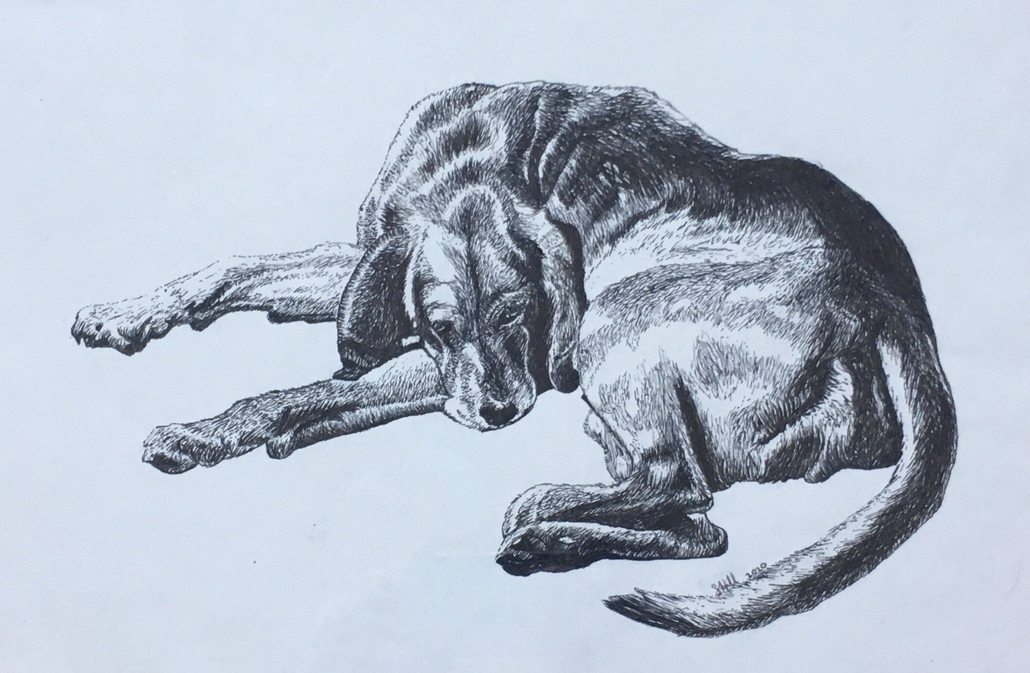 Sophie Hill_dog pen animal.JPG