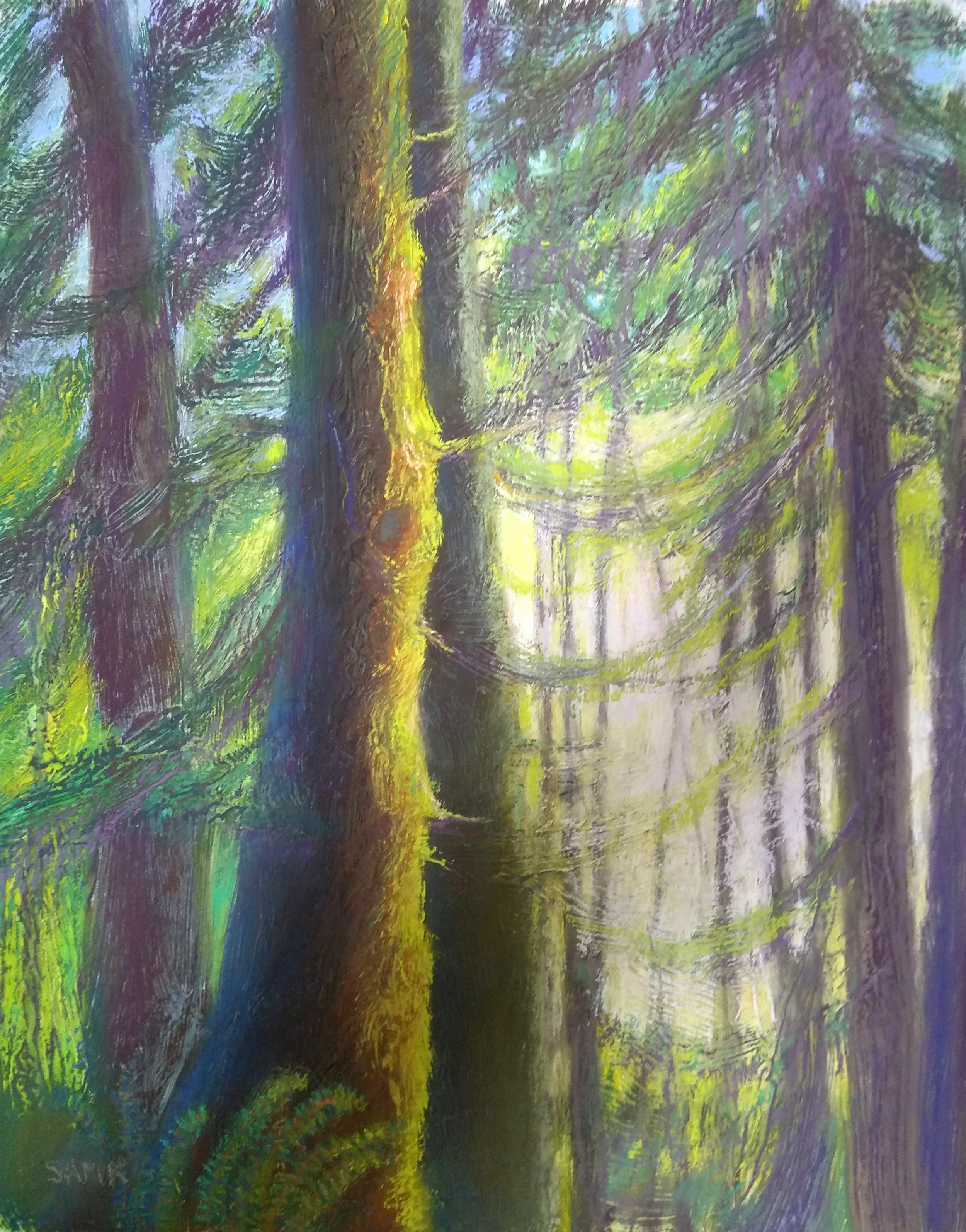 Light in the Forest