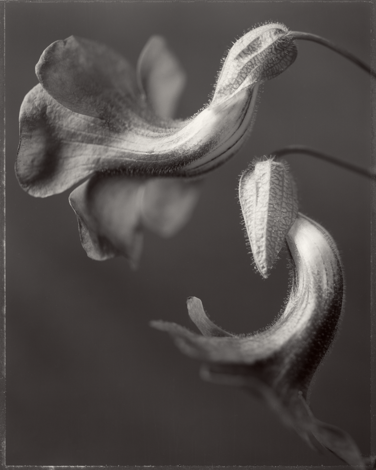 Thunbergia Graniflora 