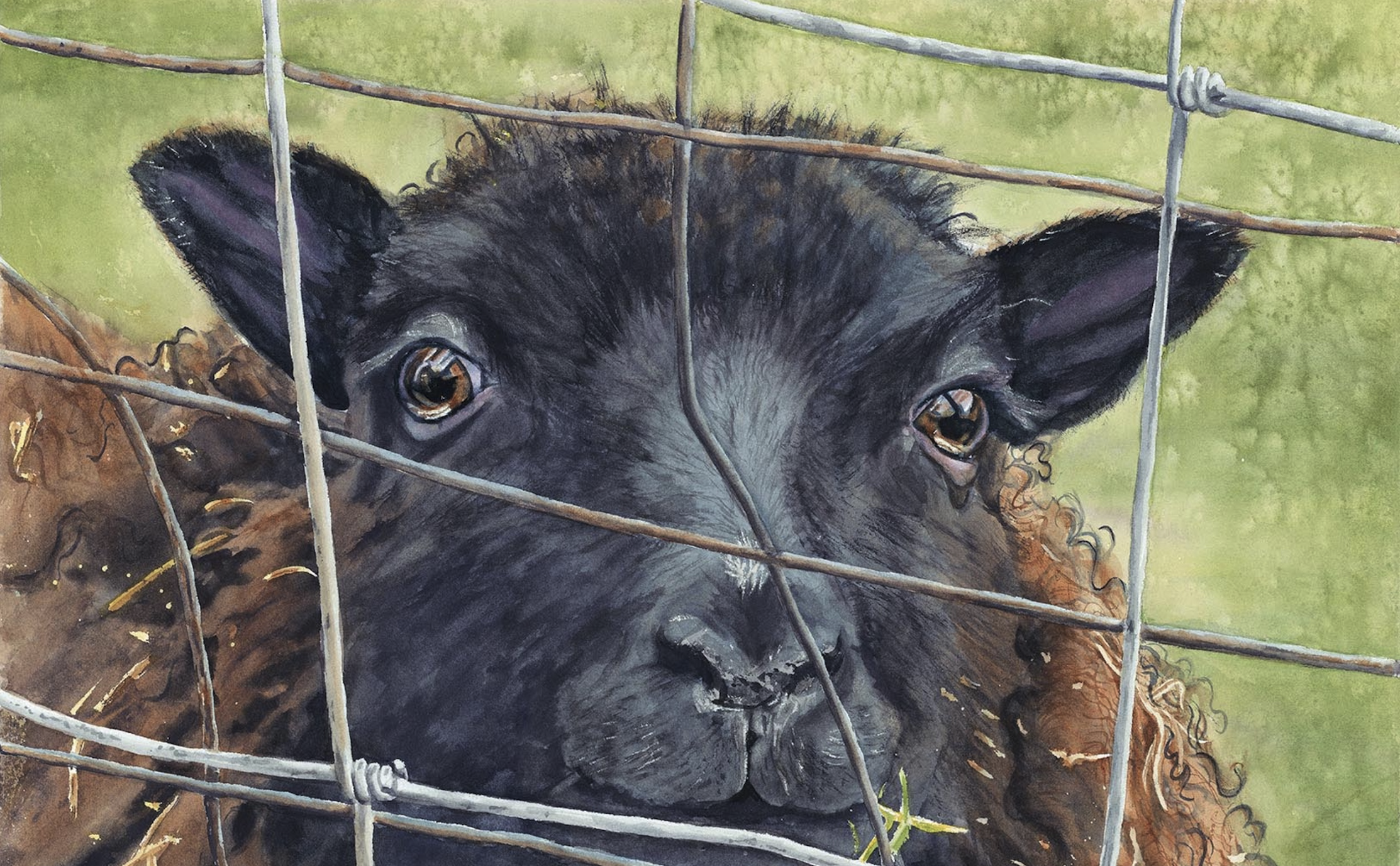 Black Sheep