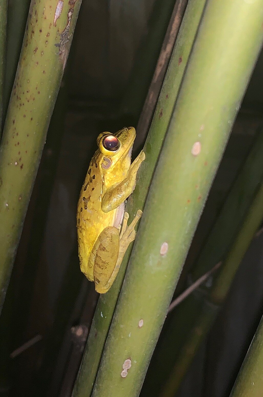 It's Not Just the Frogs