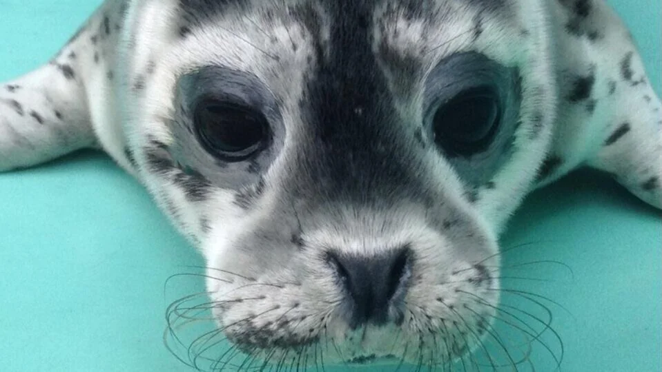 harborpup.jpg