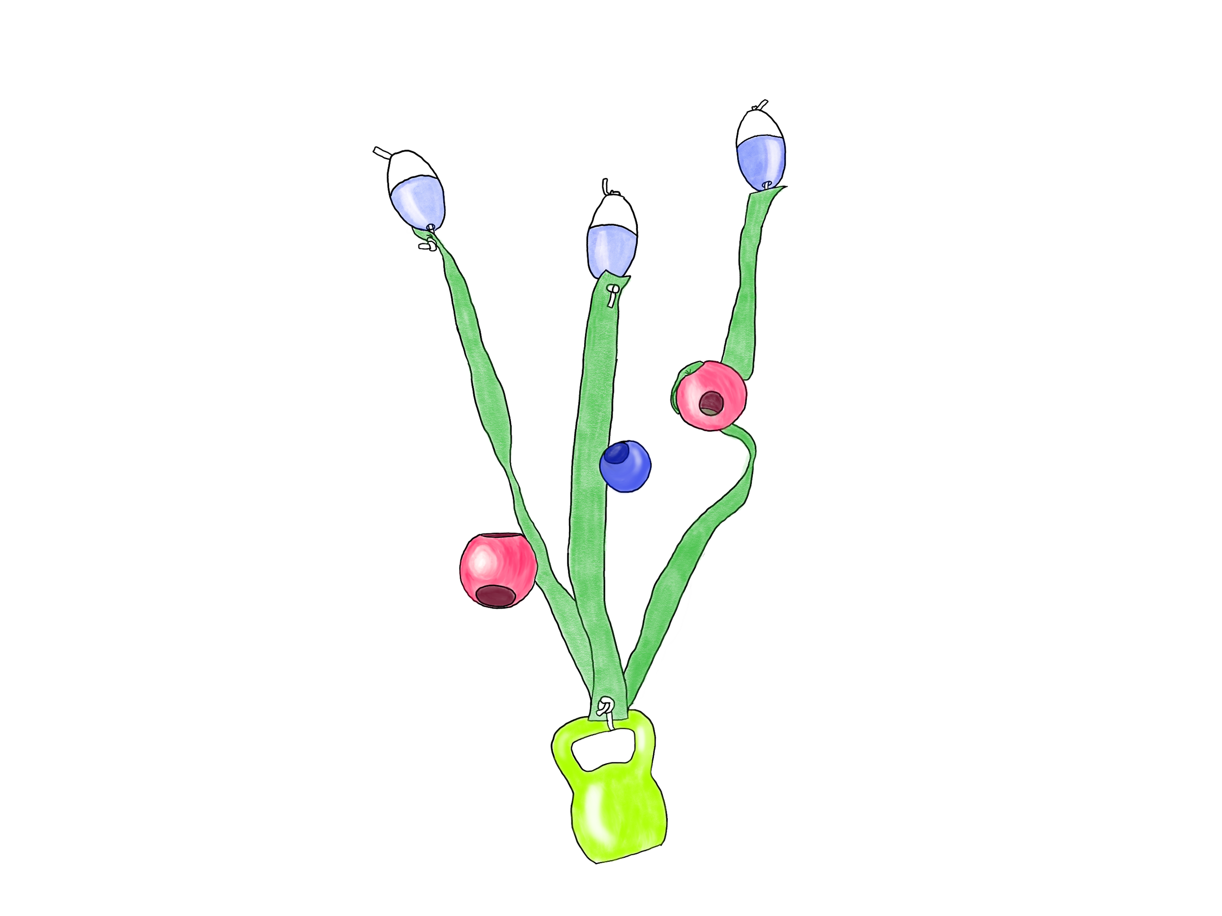 Bulb Kelp