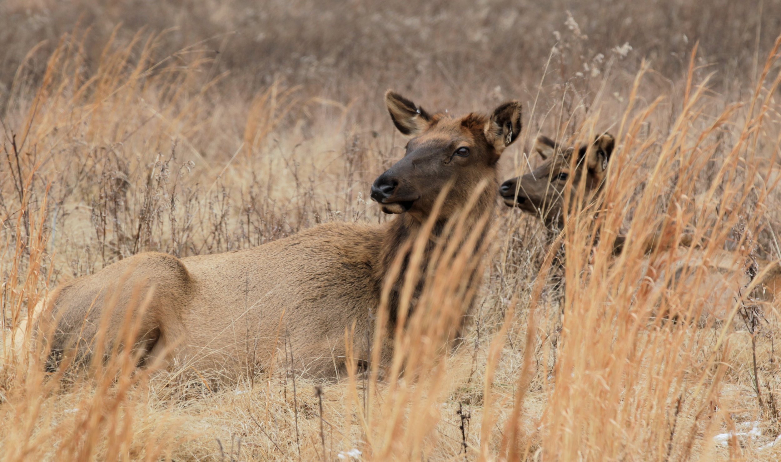 Elk in Grass.JPG