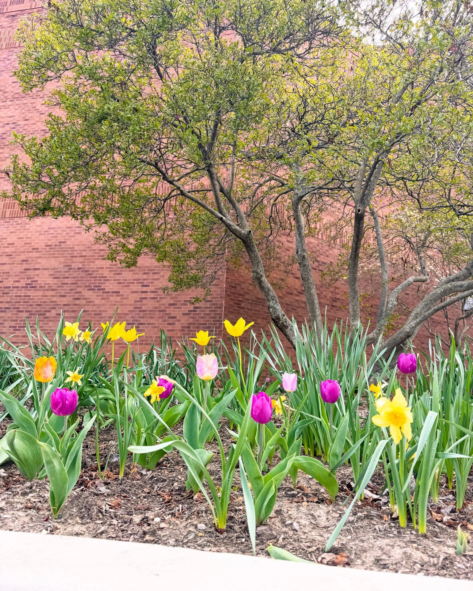 Spring has sprung in the MKY! ☀️

Tag us in your spring photos for a chance to be featured in future content. 🌷

Don't forget to vote for Murray in USA TODAY's 10 Best "Best Small College Town" contest at the link in our bio!