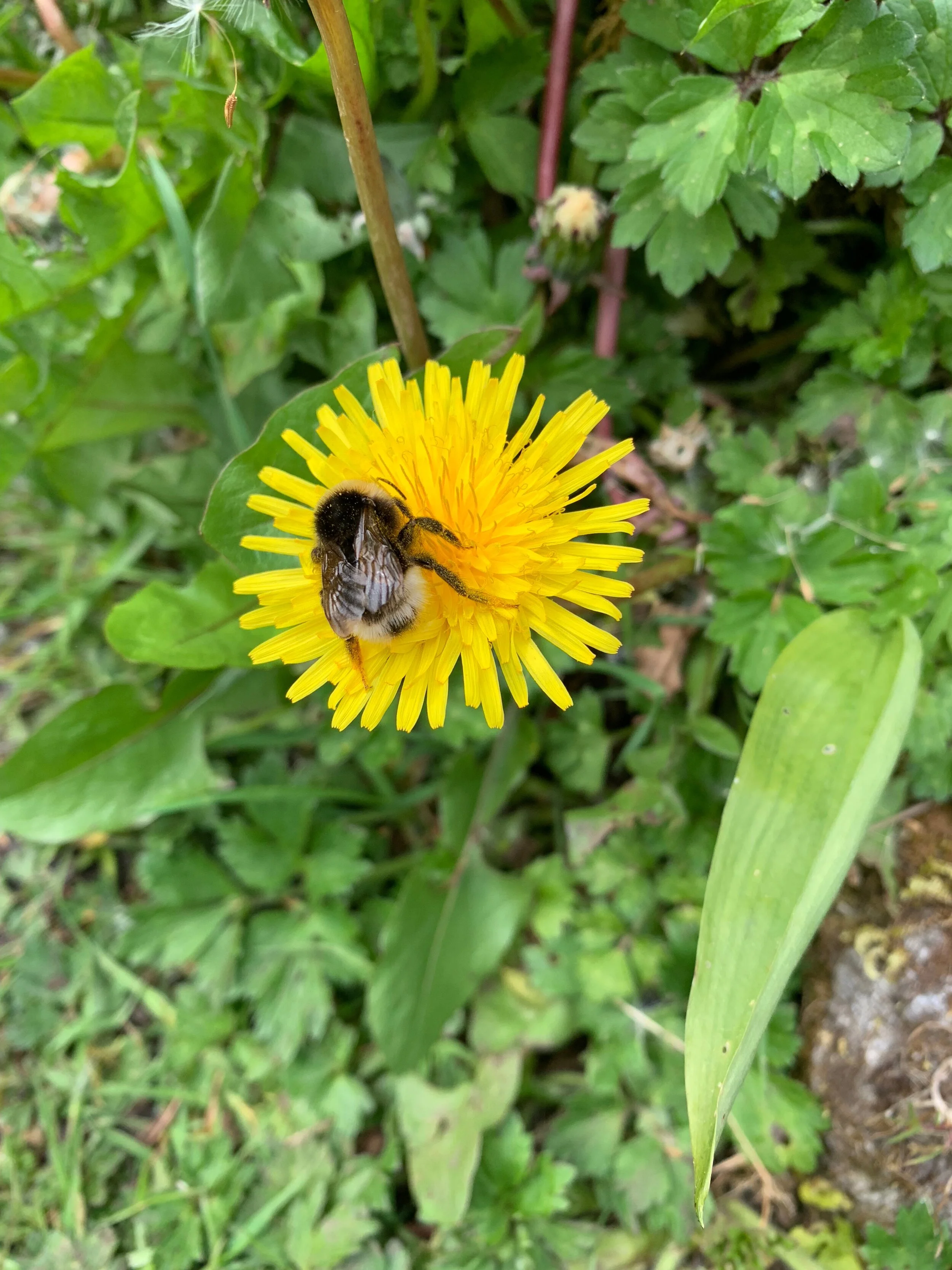 Bee on Dandelion, The Burren, Ireland
