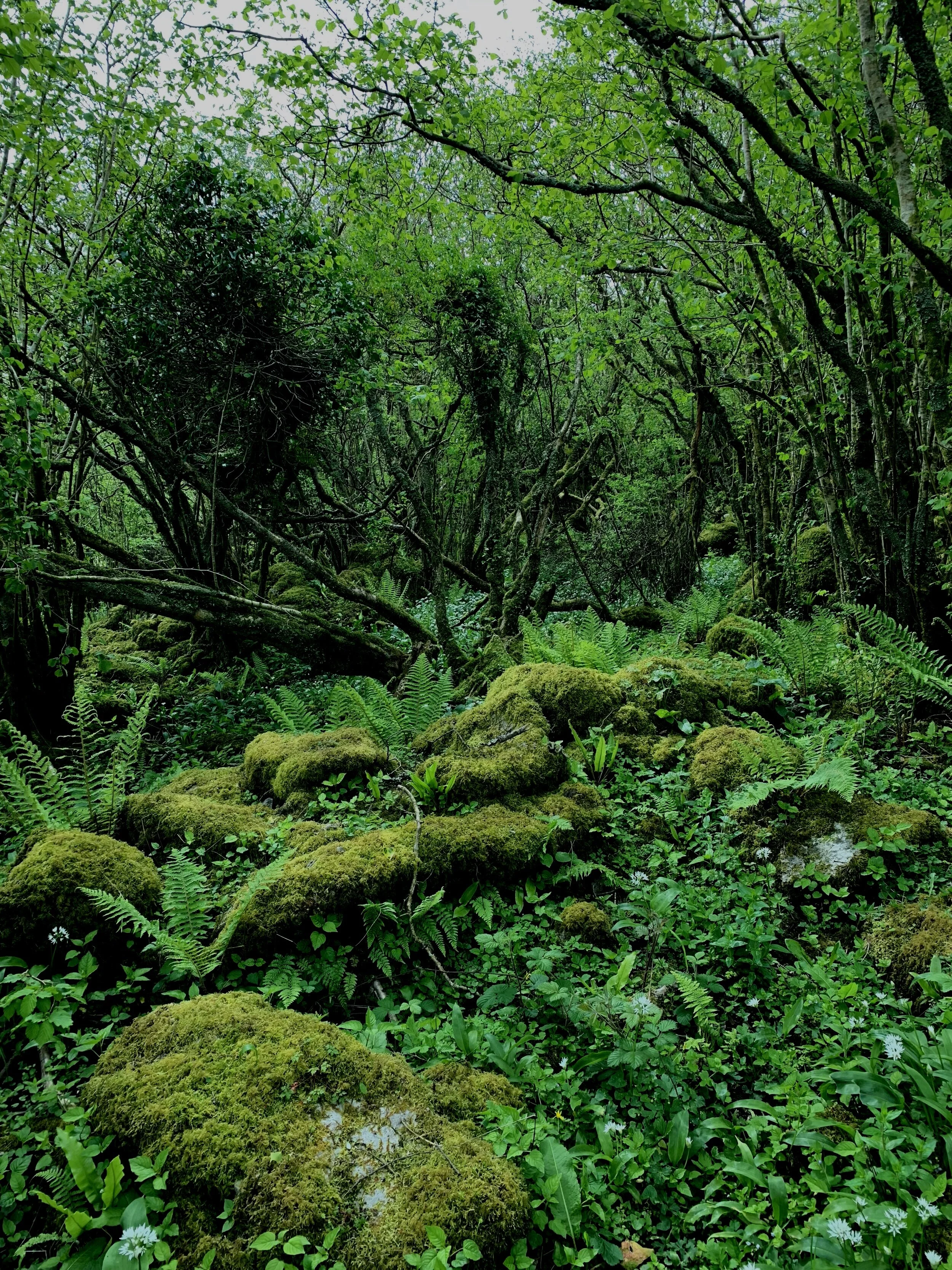 IREburrenmossywood.jpg