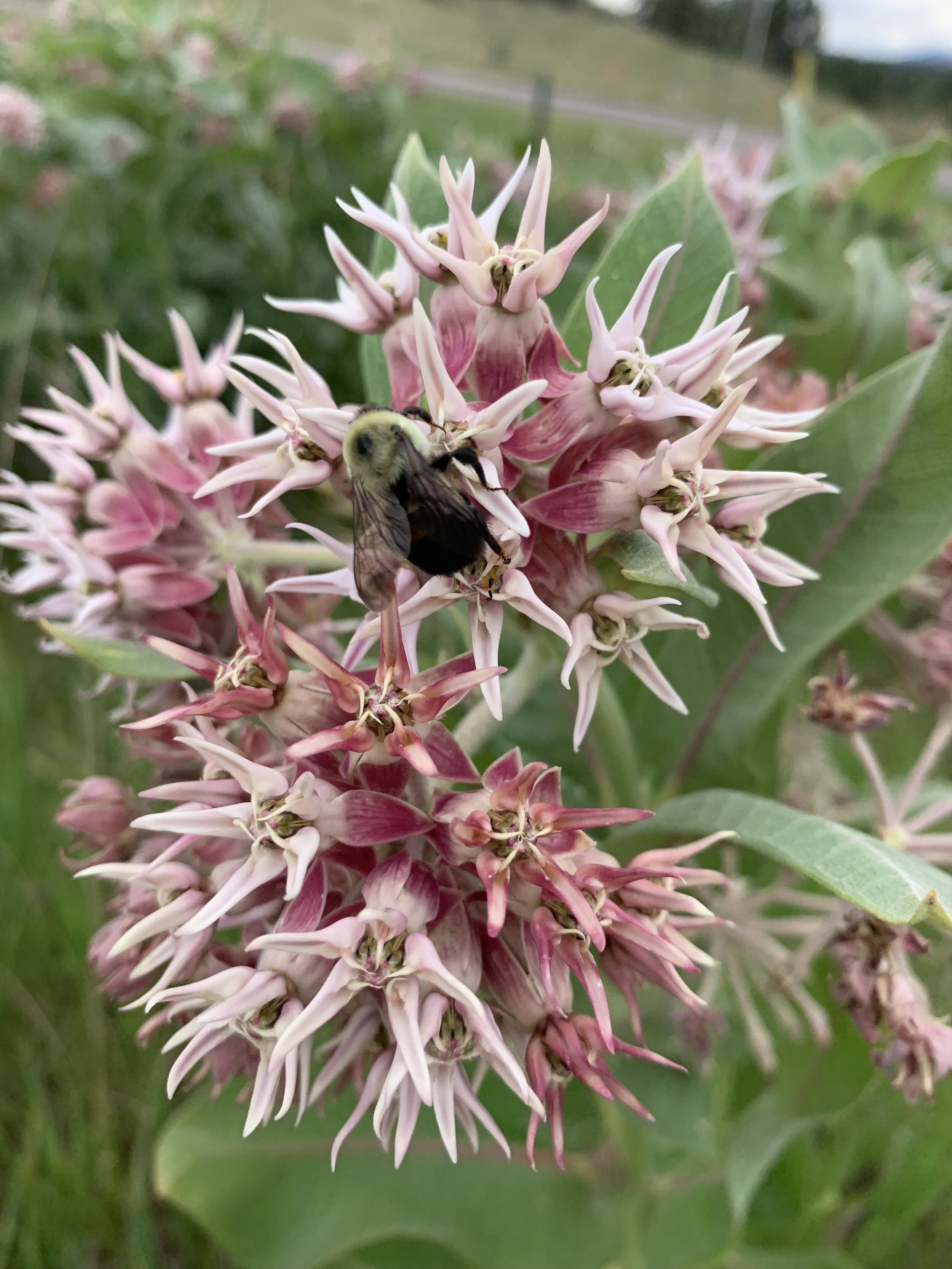 beebalm.jpg