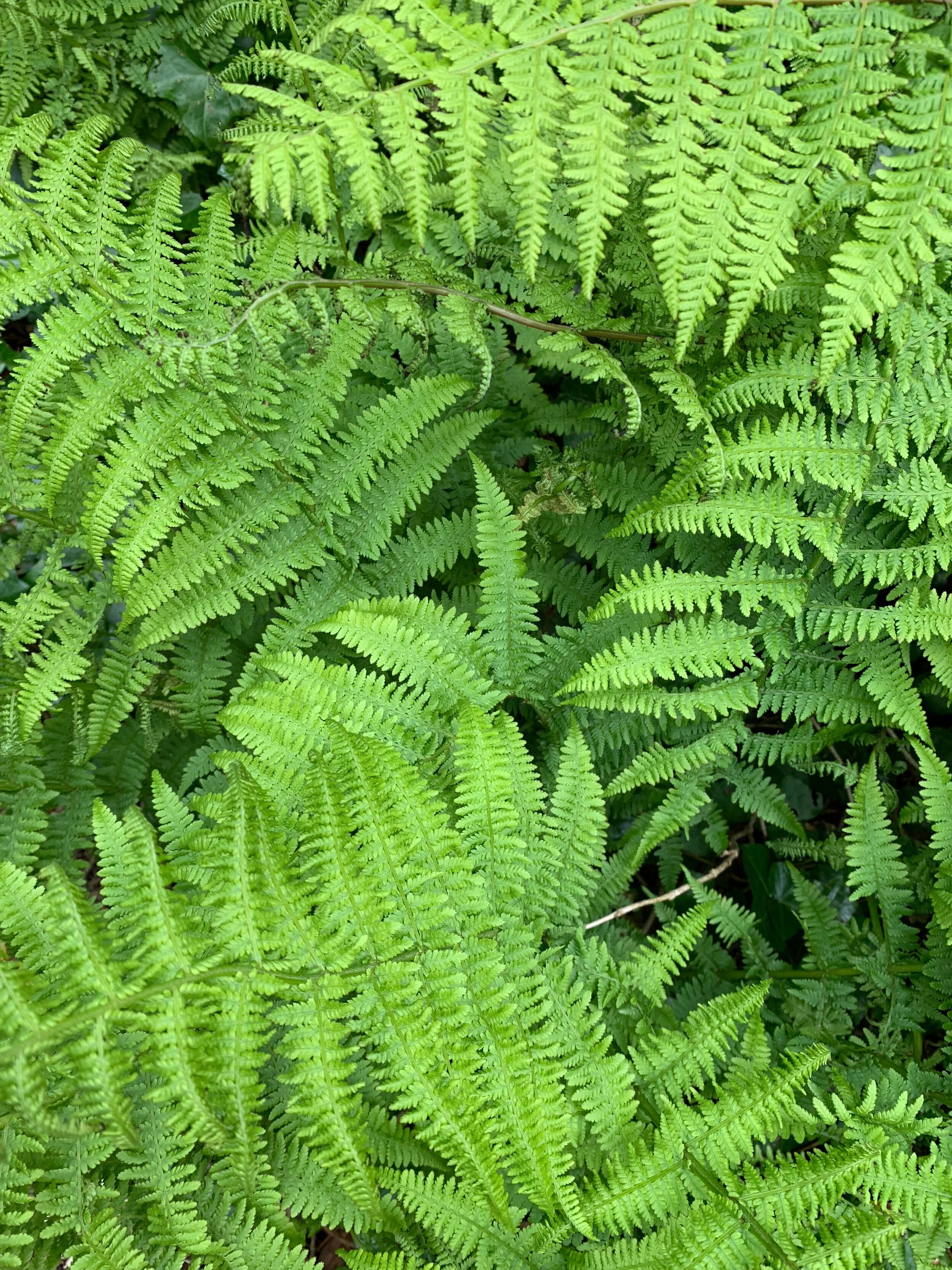 IREferns.jpg