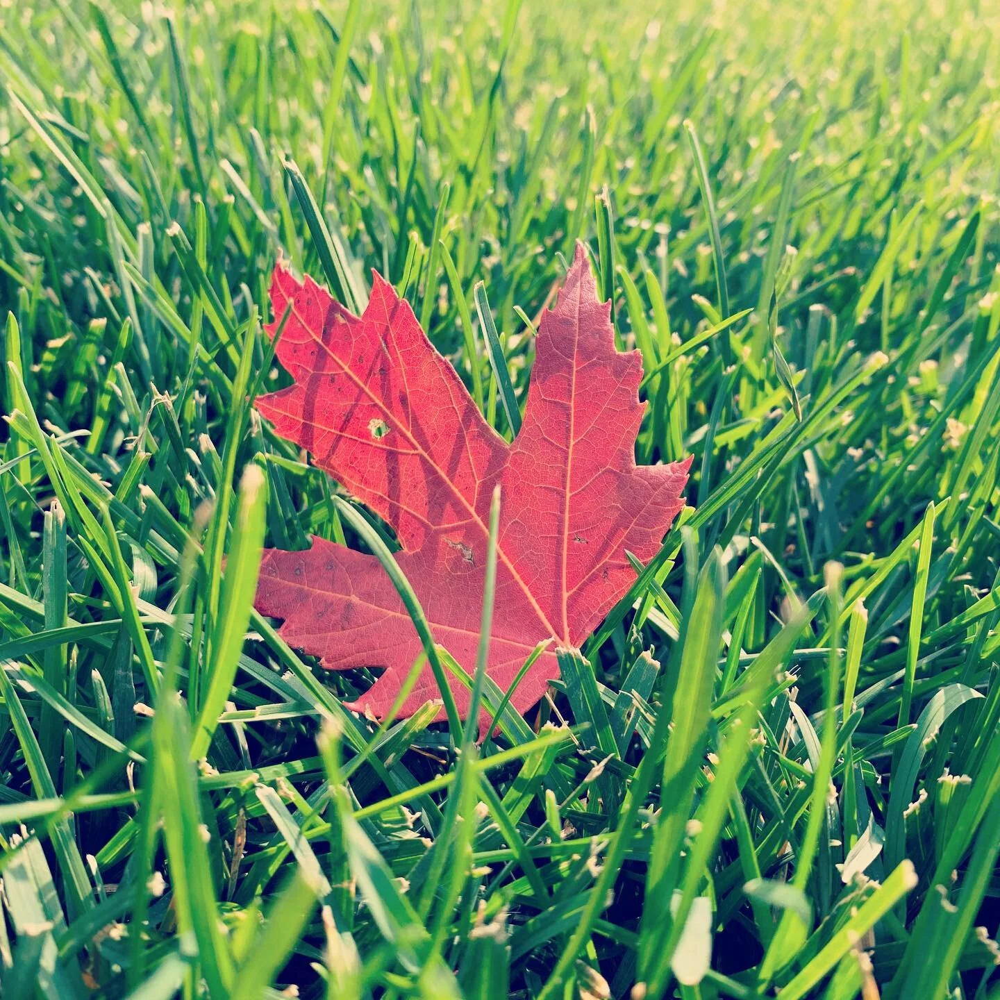 autumn leaf.jpg