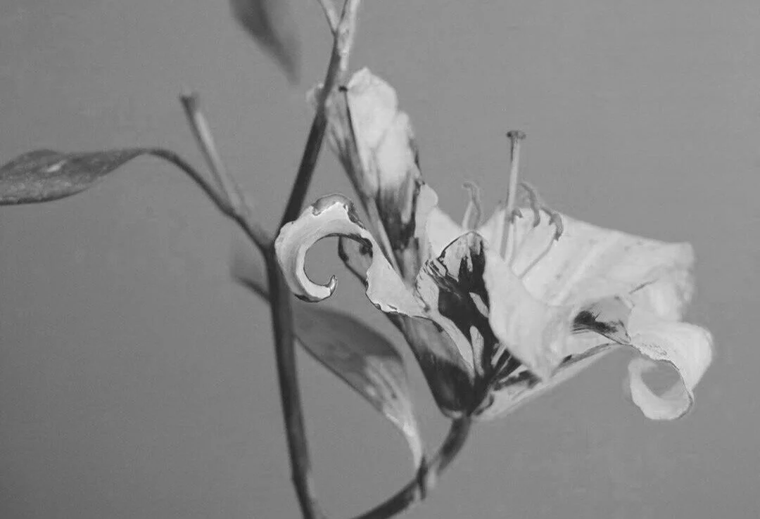 MotherLed Facebook Webinar: Summer in Quarantine