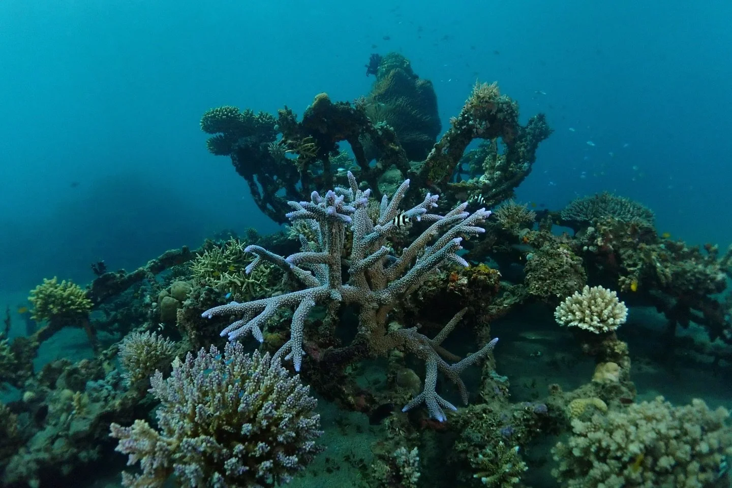 Coral goddess is disappearing under the bounty of corals living art!