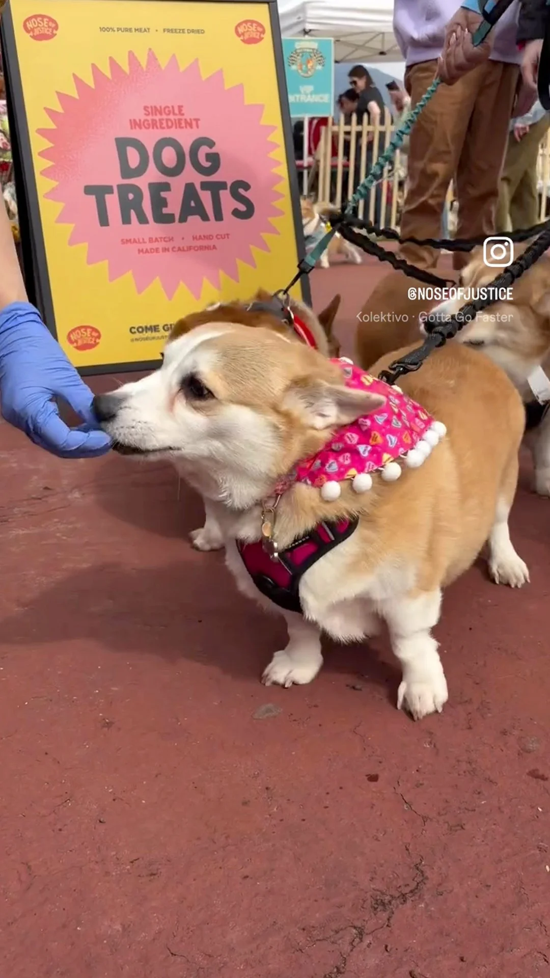 corgintionals2.jpg