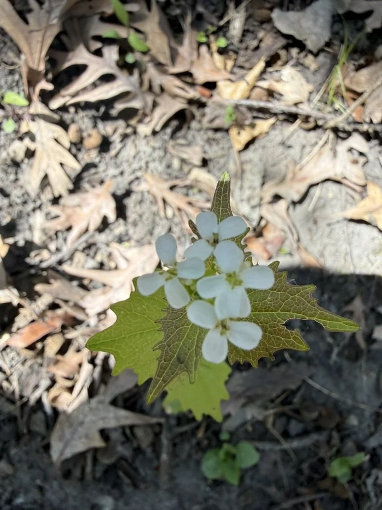 5C359665-E366-48FE-B0AD-7F3B8A3E71F3_1_105_c.jpeg