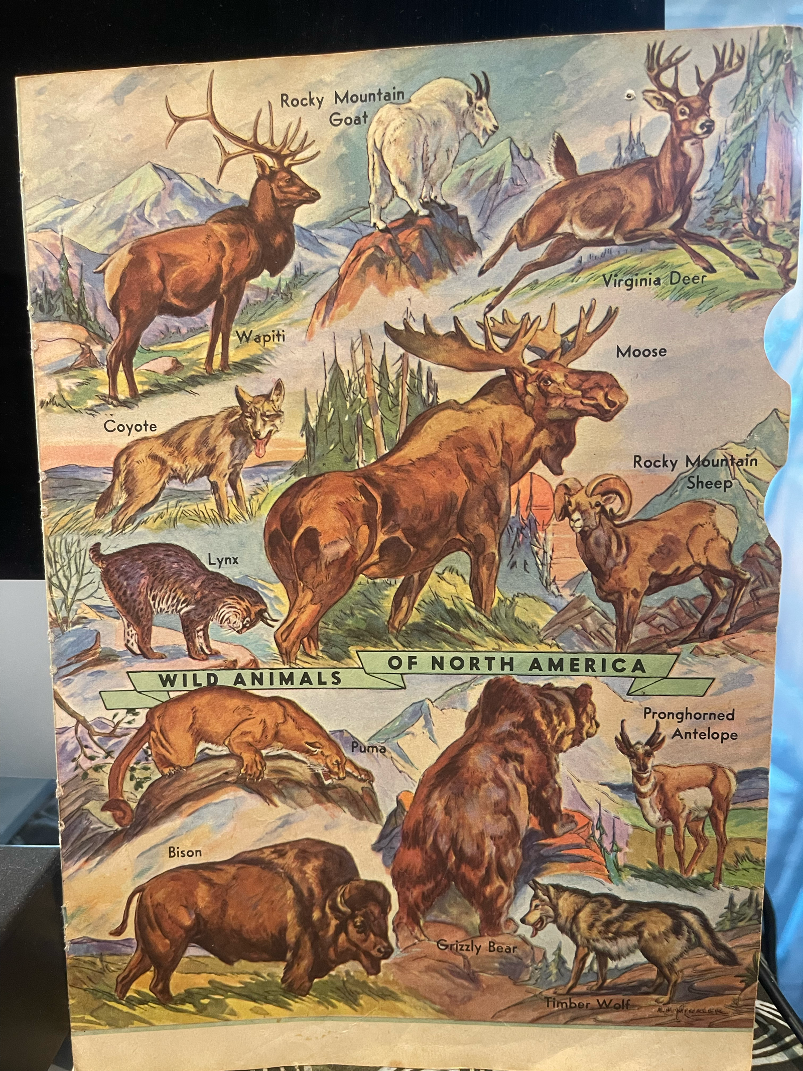 Strongly suggests late 1940s to early 1960s
Fits the world of:
school educational charts
encyclopedia inserts
Likely reproduced through:
offset lithography
low-cost color printing
Design Characteristics
Dense but readable
No empty space wasted
Lithog