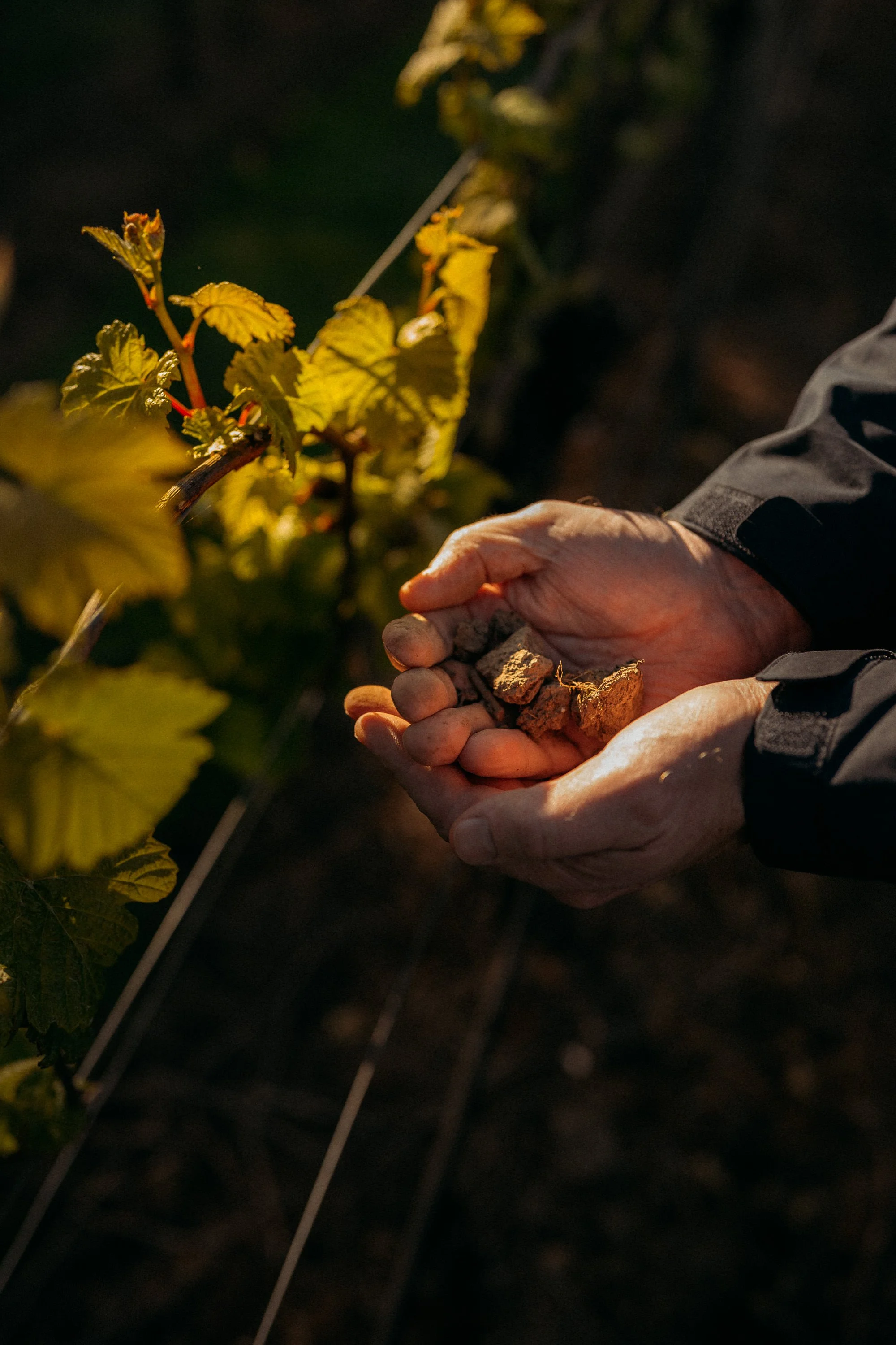 Tamar Ridge Winery 2025 024 Jaccob McKay Photography.JPG