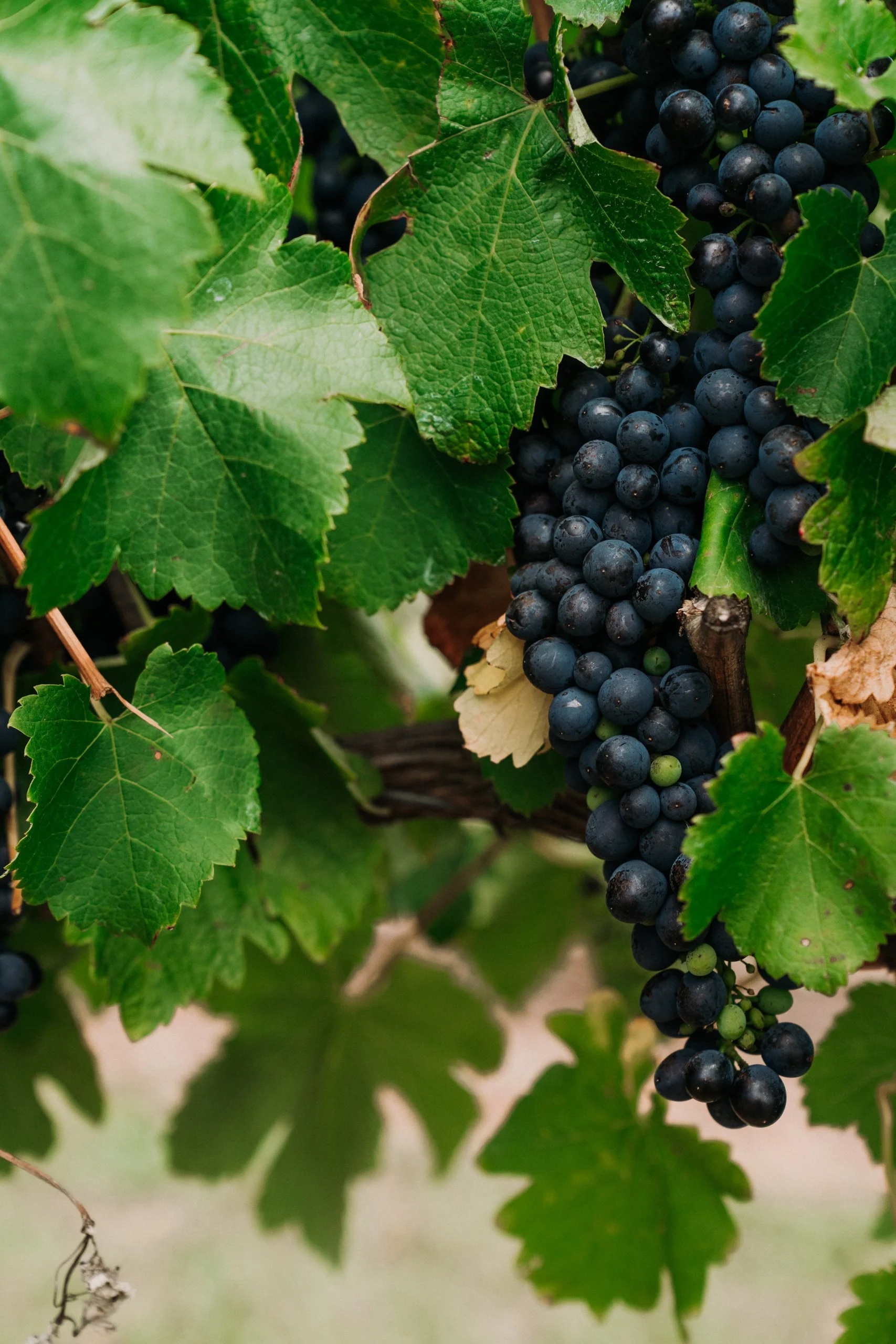 Sir Paz Estate 070 Jaccob McKay Photography.jpg