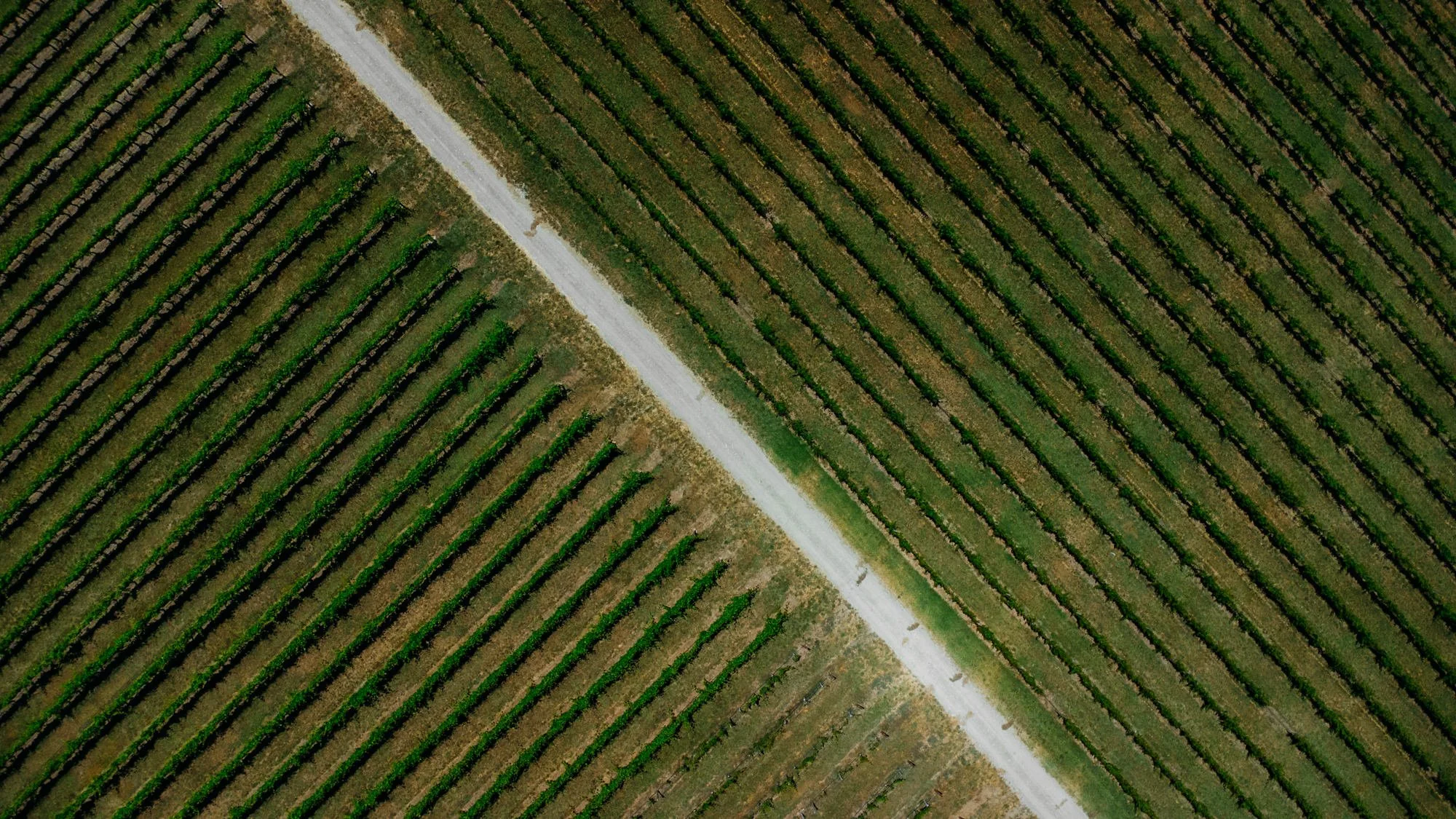 La Cantina King Valley 2023 002 Jaccob McKay Photography.jpg