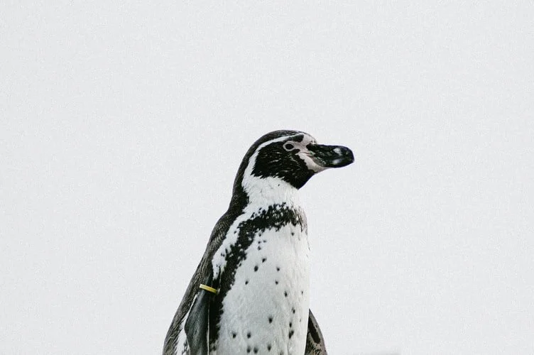 PENGUIN.jpeg