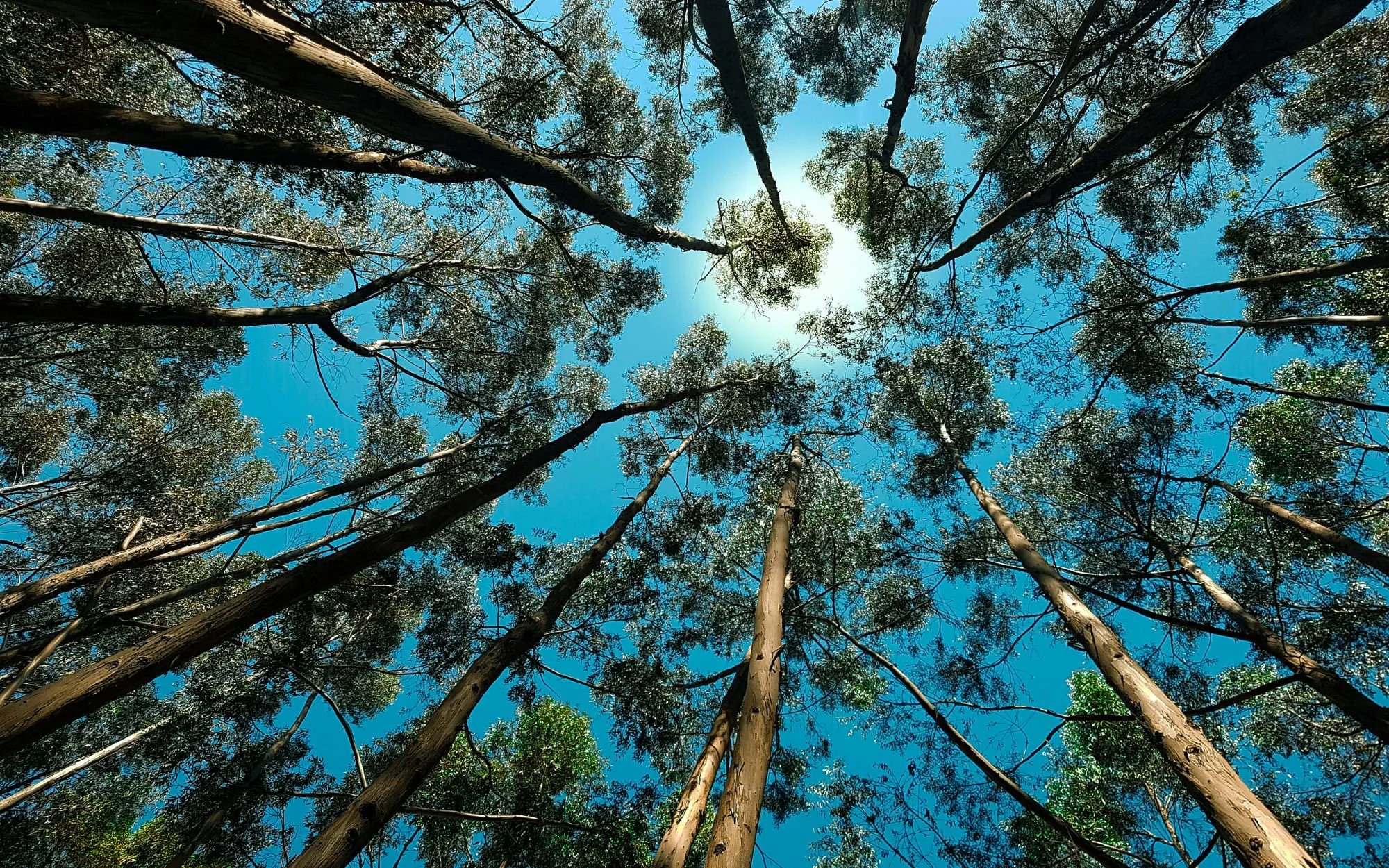 Growing according to the Nine Leadership Styles