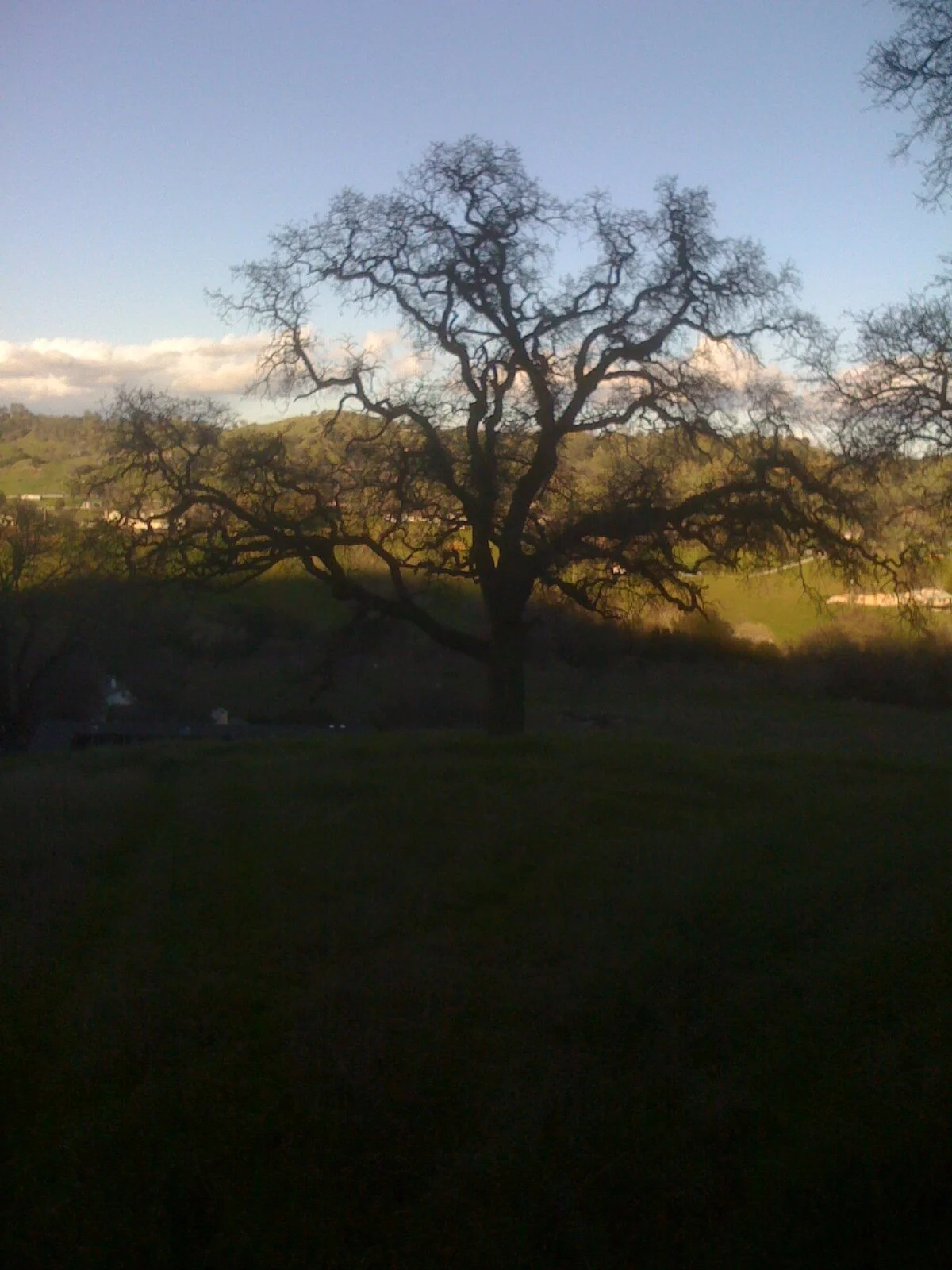 bare tree.jpg