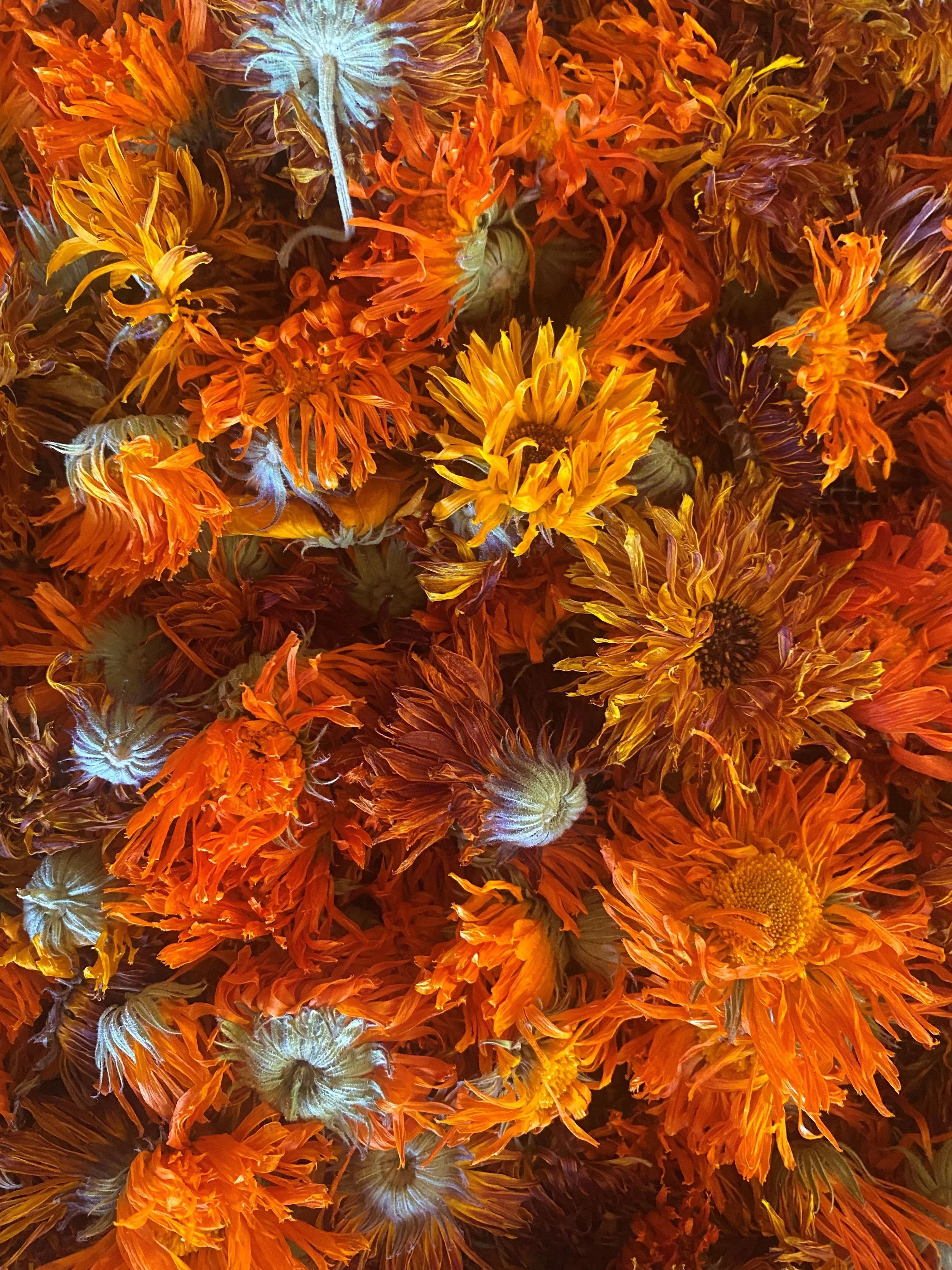 Calendula Flower