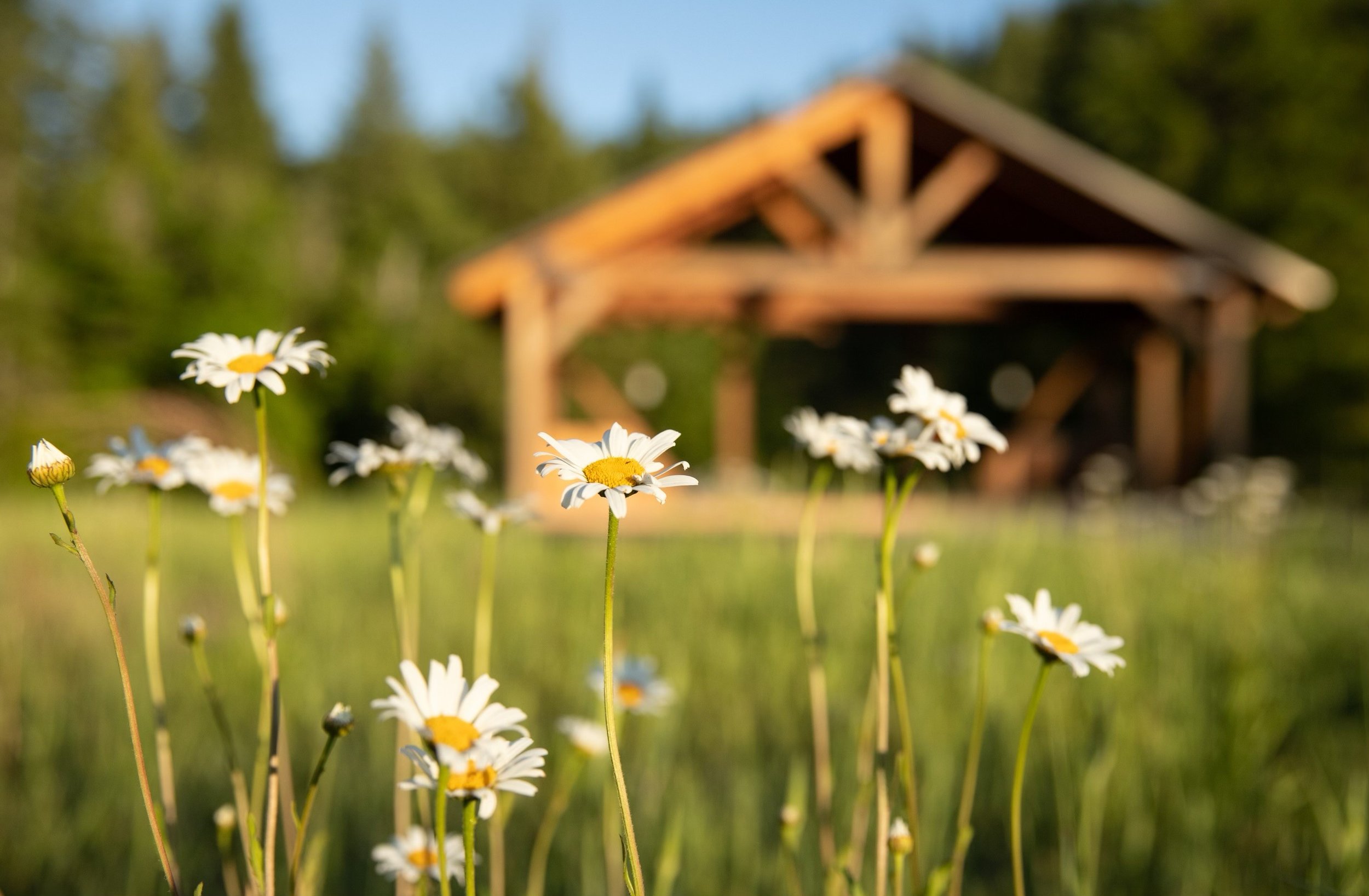 flower stage.jpg
