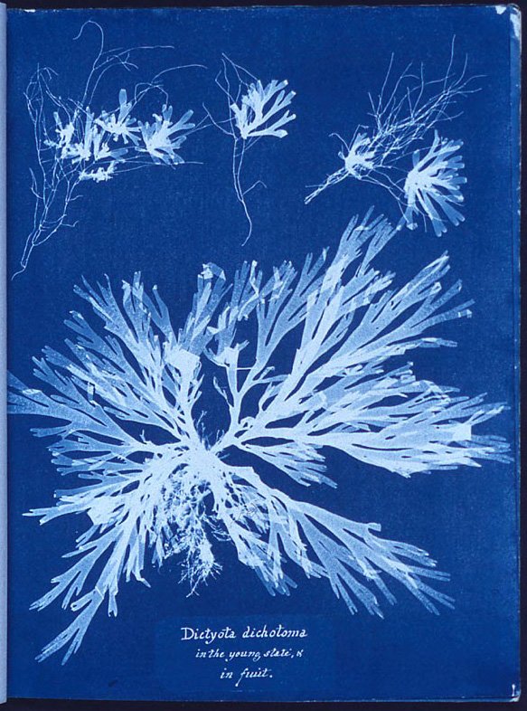 Cyanotype Workshop