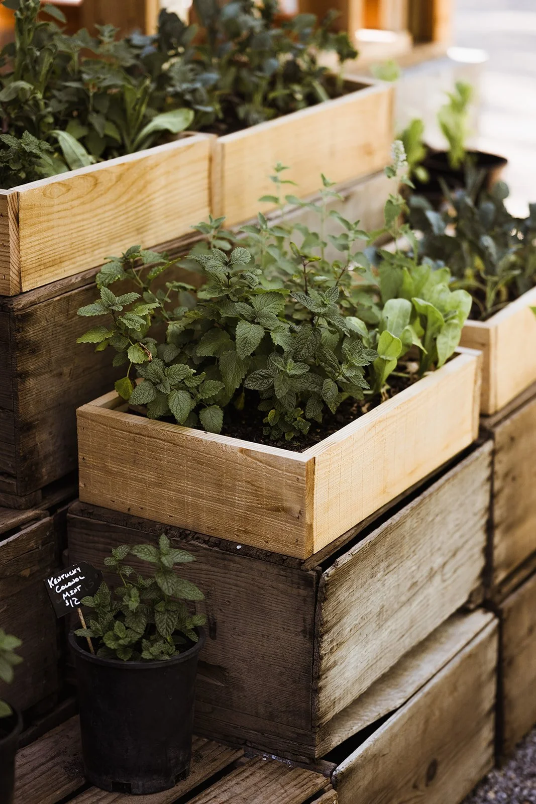 Culinary Herb Planter Box
