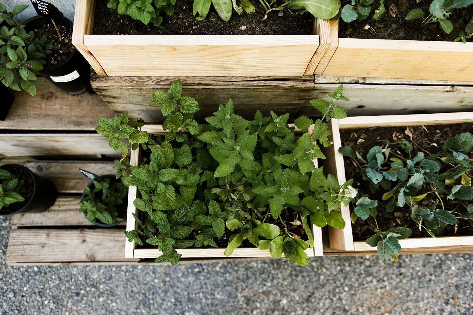 Culinary Herb Planter Box — CAVE CREEK FARM