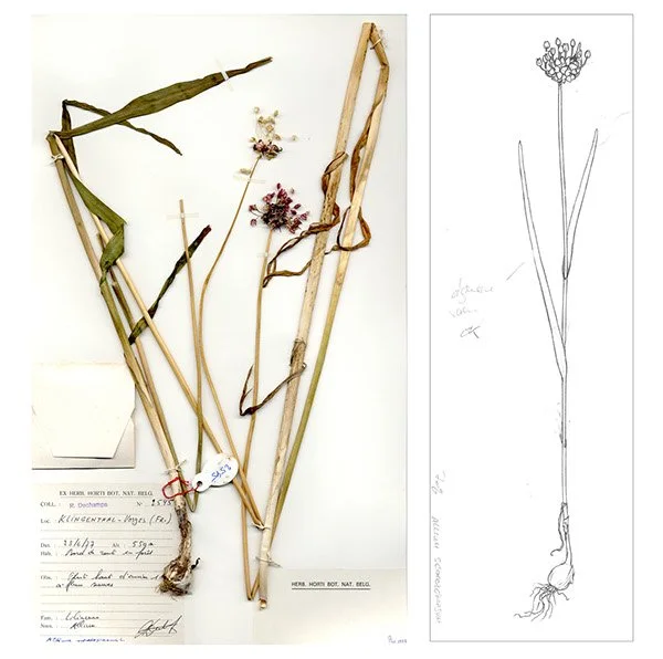 Botanical Illustration Workshop — CAVE CREEK FARM