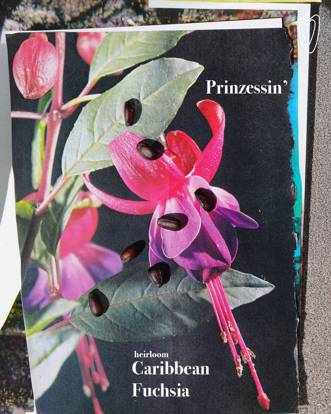 P6.jpg