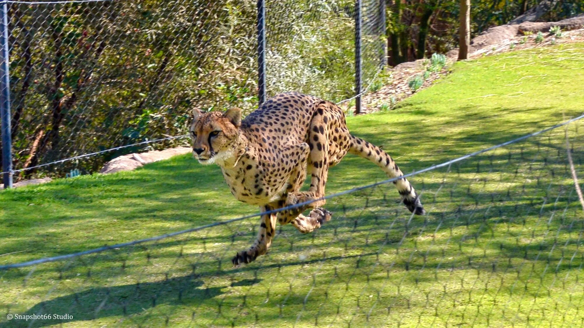 Snapshot66_Wildlife_0028.jpg
